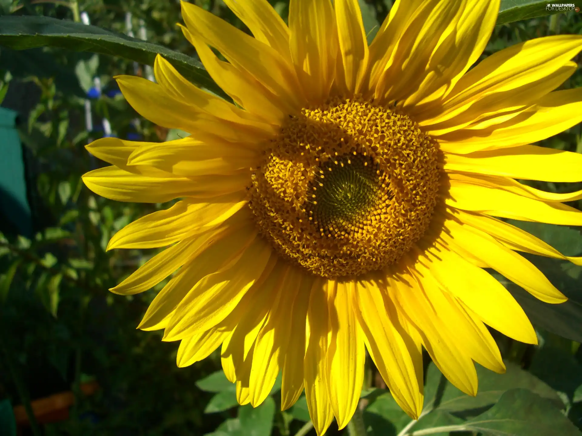 Sunflower