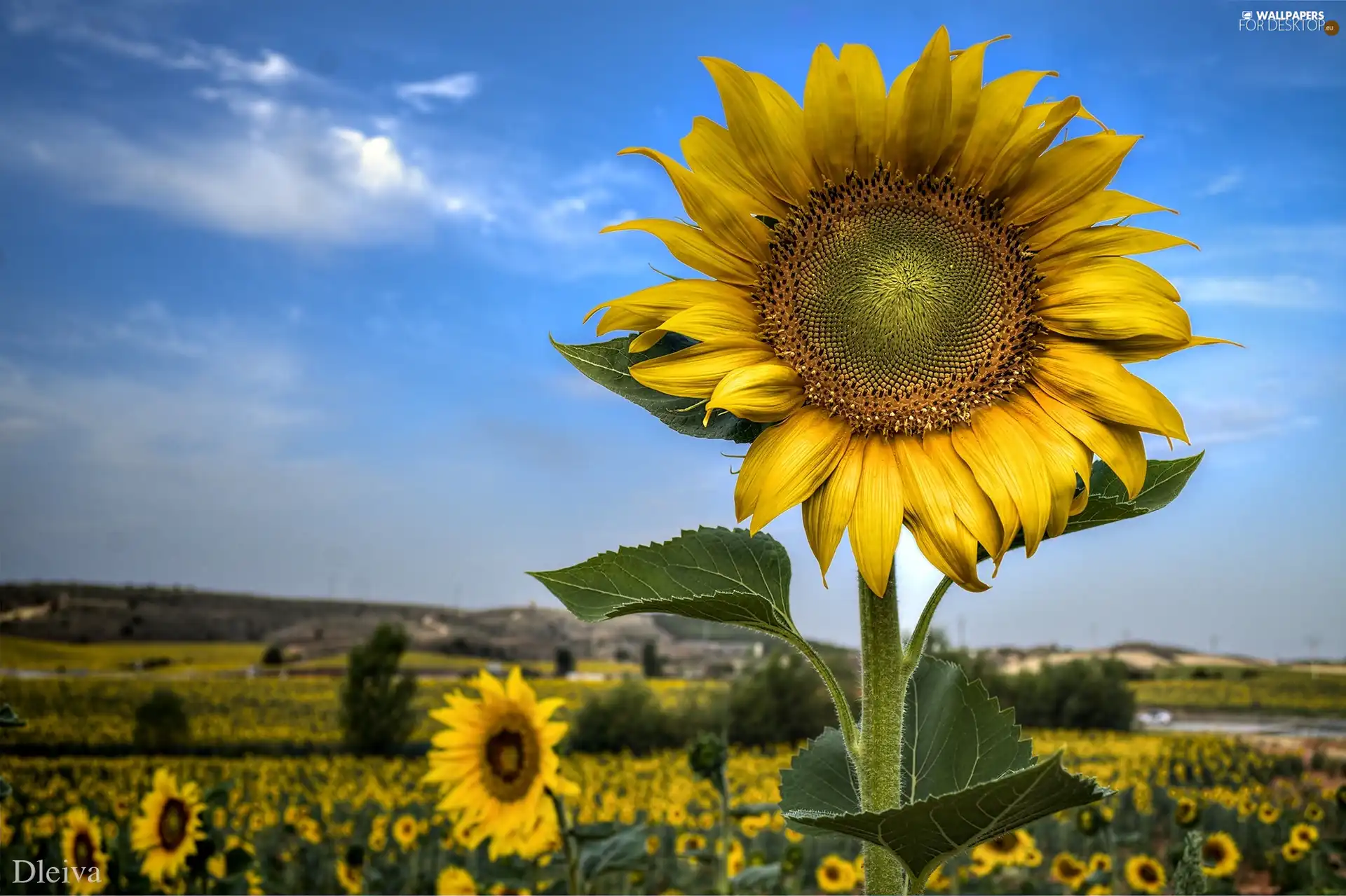 Sunflower