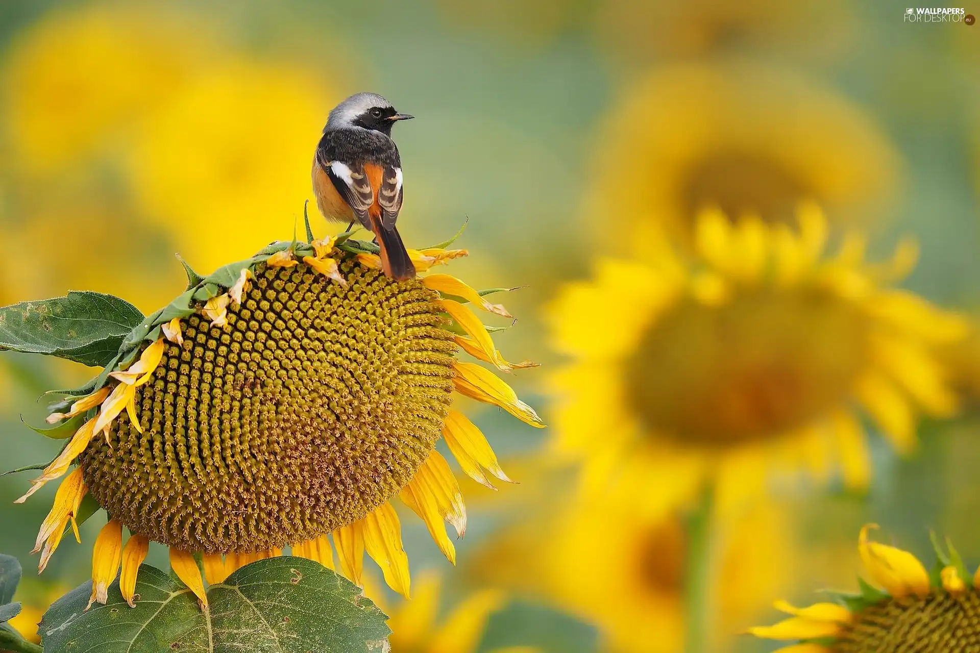 Bird, Sunflower