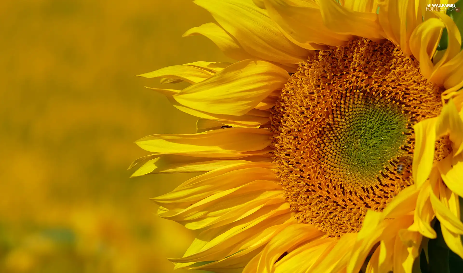 flower, Sunflower, blurry background, Yellow