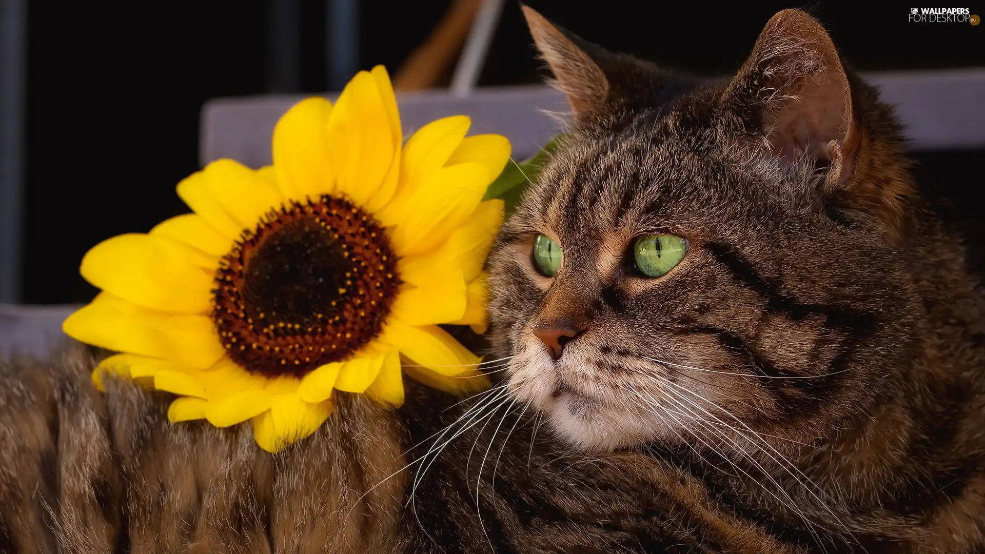 Sunflower, dun, cat