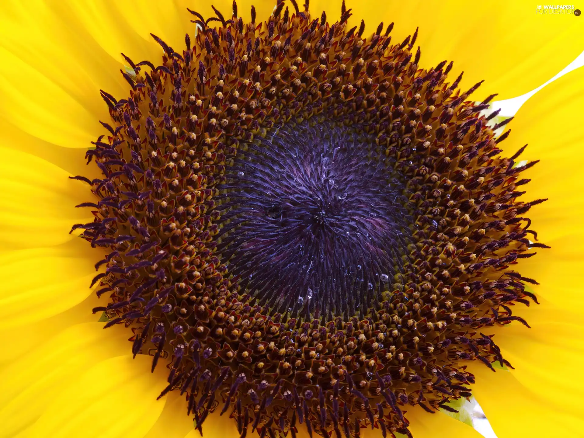 Centre, sunflower