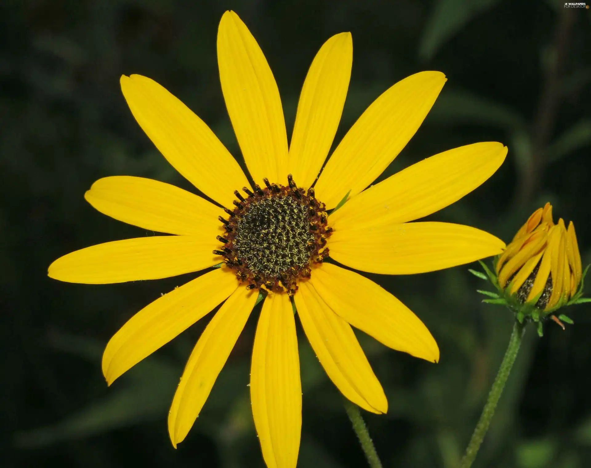 Sunflower decorative