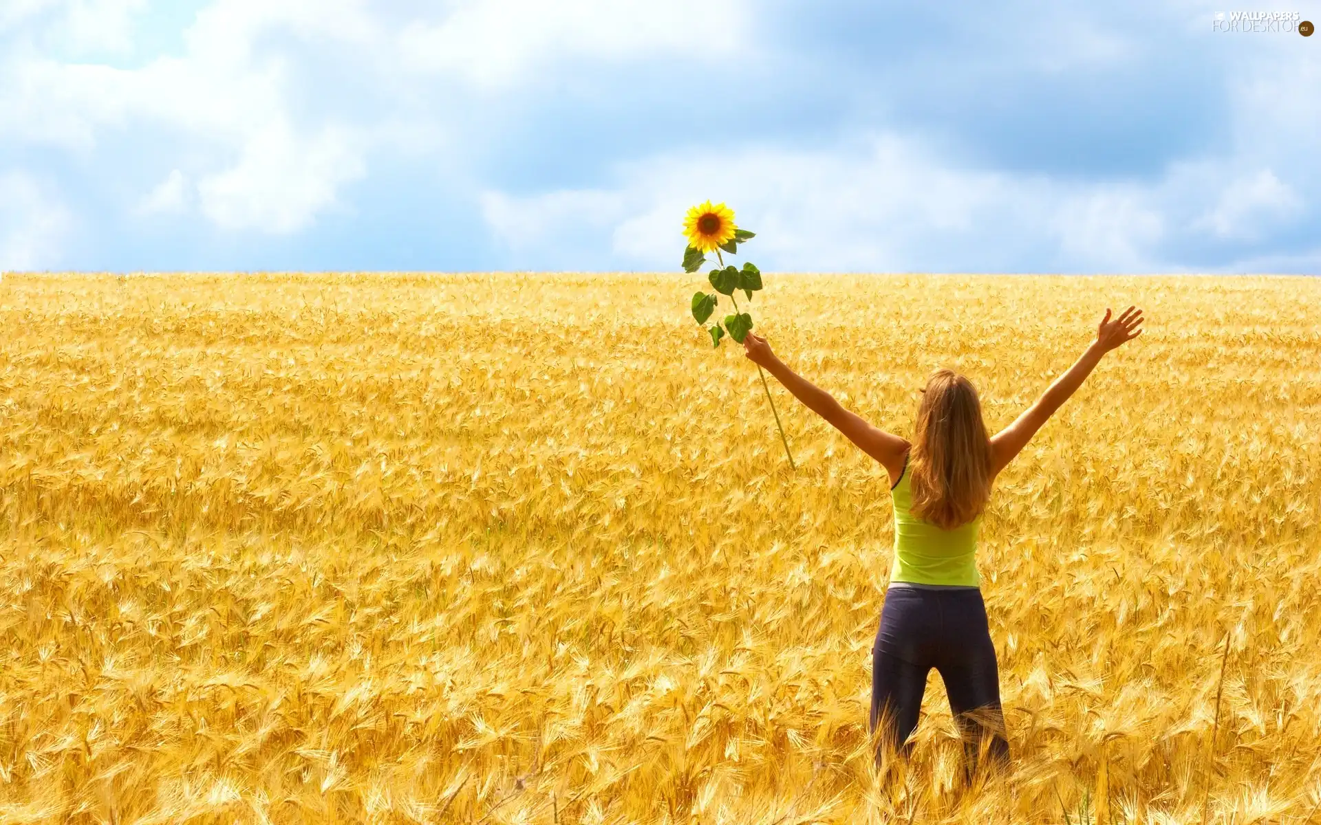 Field, girl, Sunflower, corn