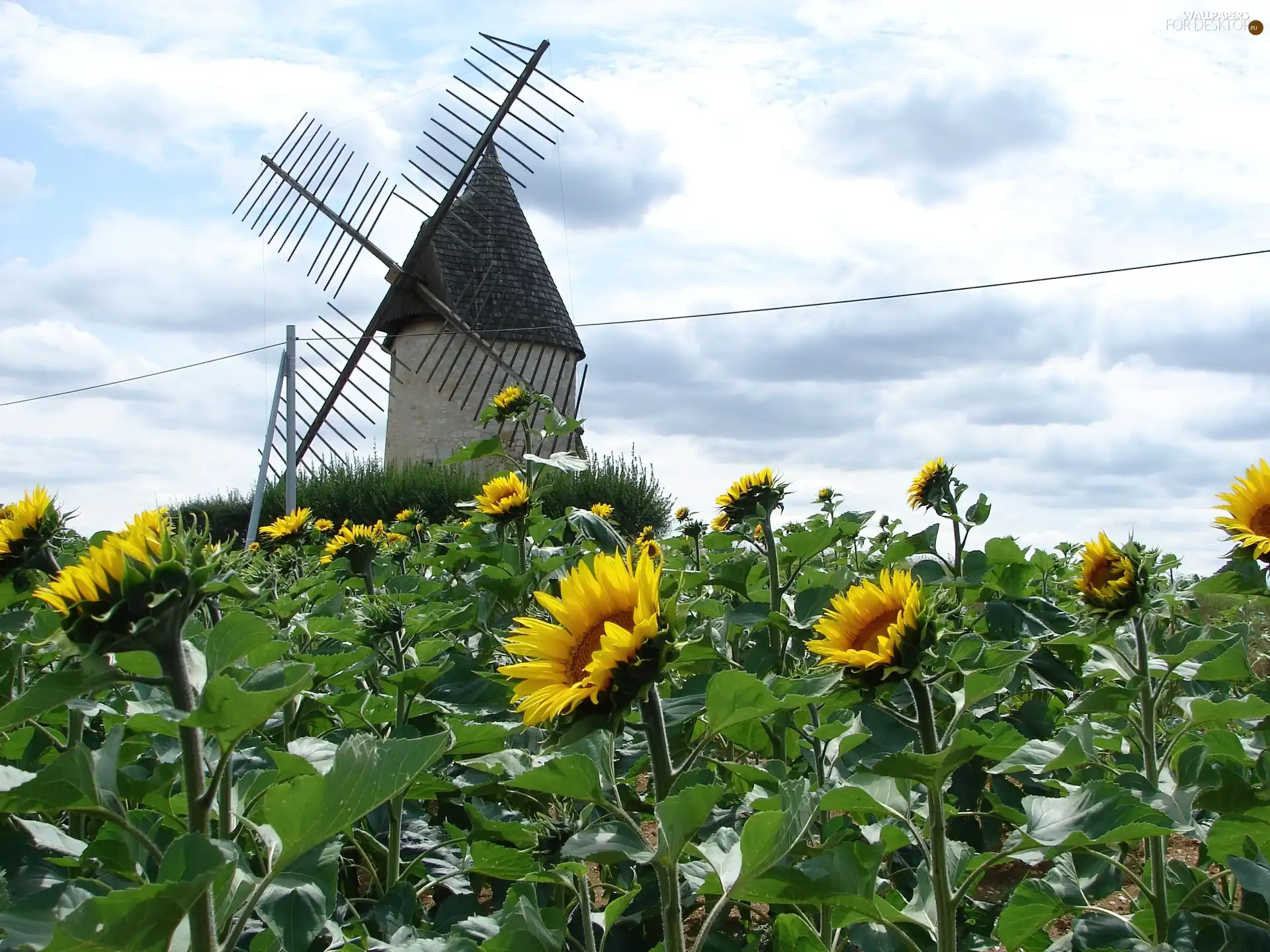 Sunflower, Windmill, Flowers