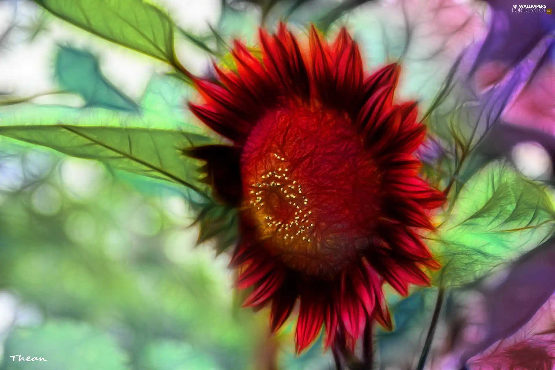 Sunflower decorative, Fractalius