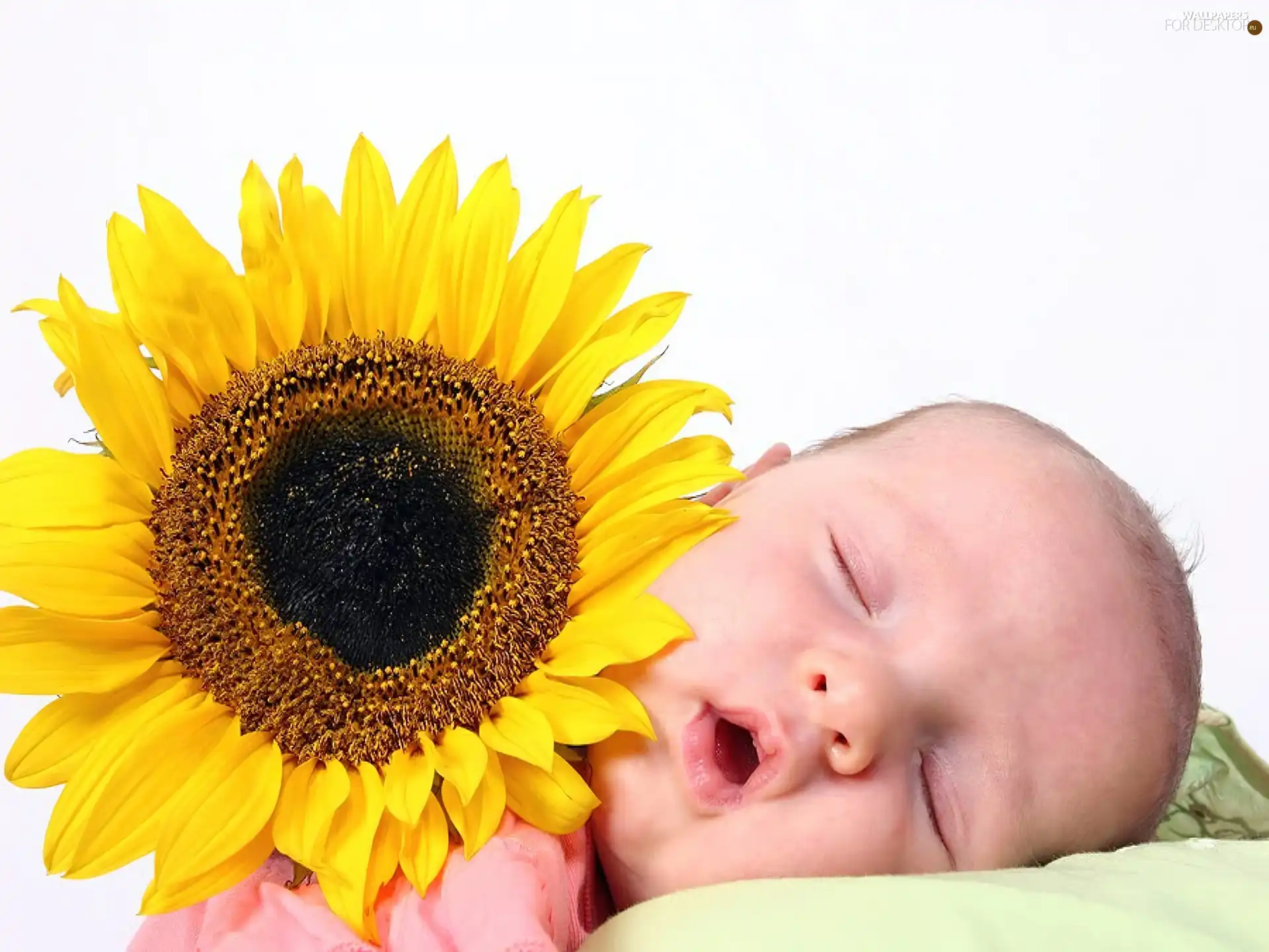 Sunflower, Sleeping, Kid