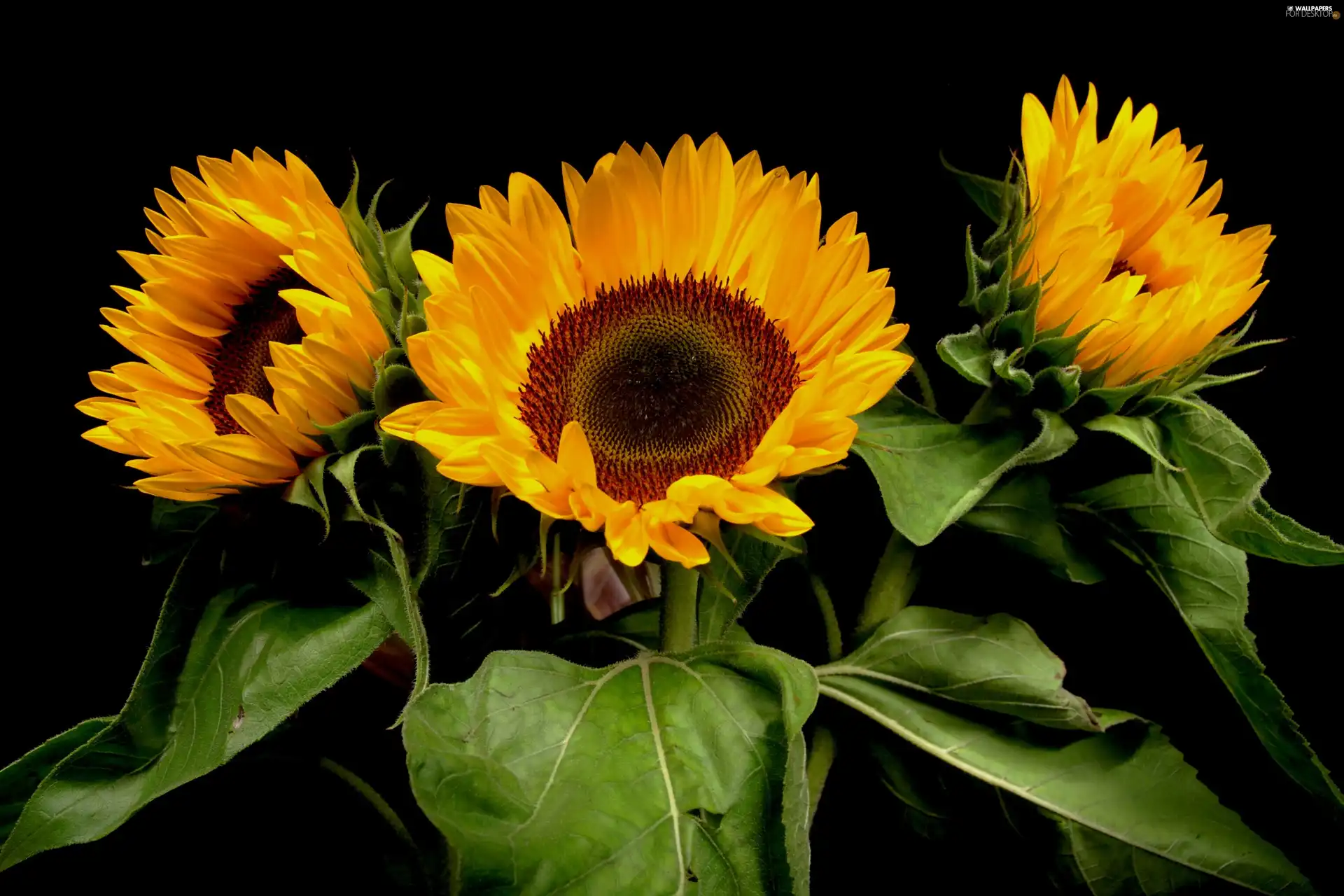 bouquet, sunflowers