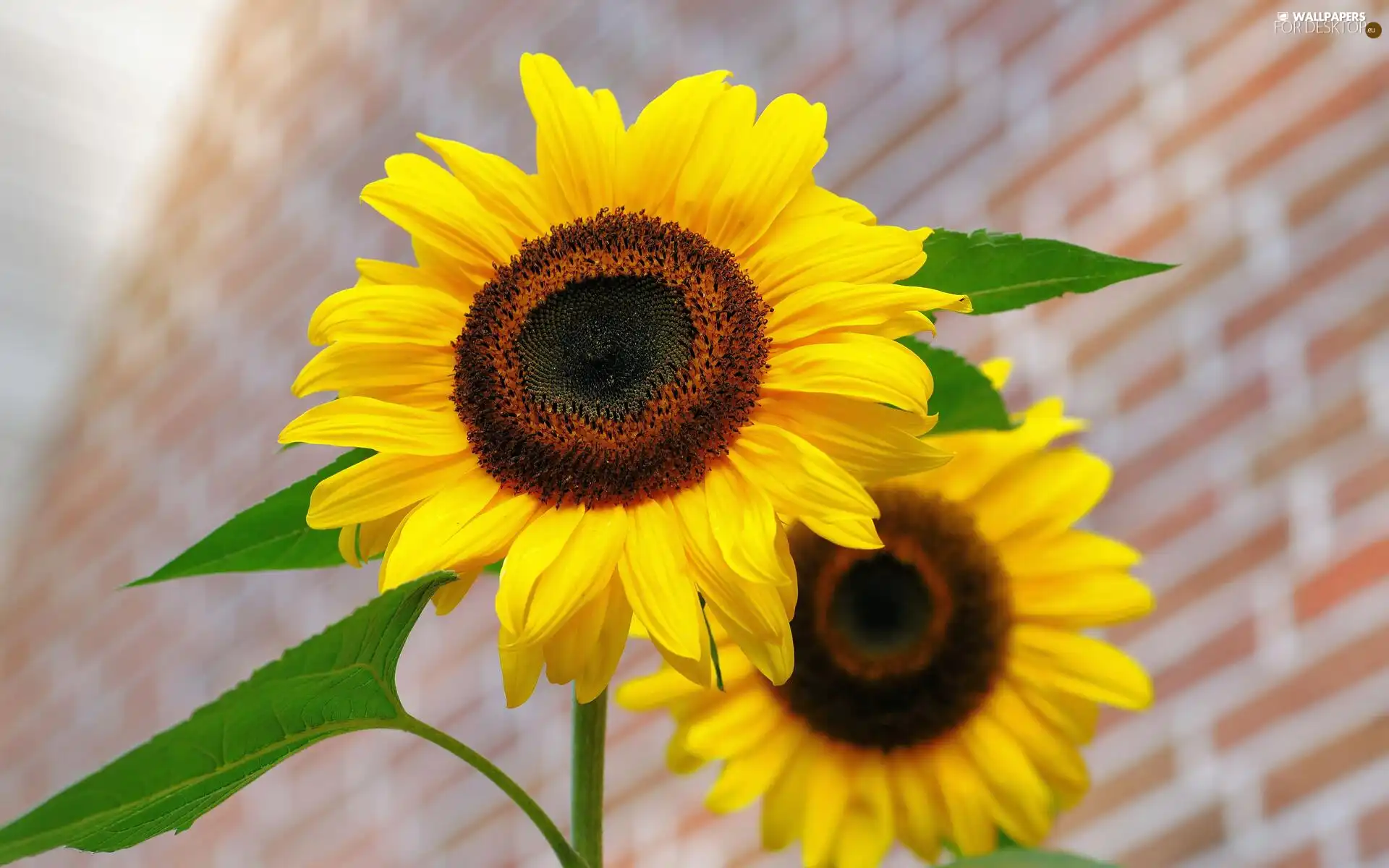 developed, Flowers, Nice sunflowers