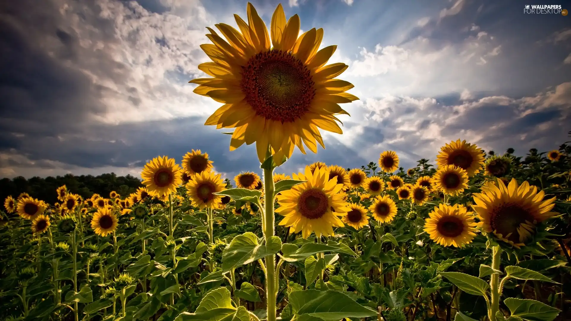 Field, sunflowers