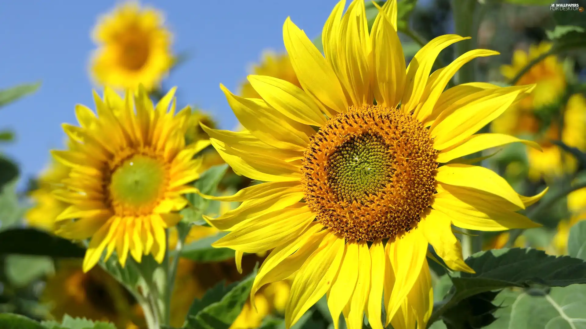 flakes, flourishing, Nice sunflowers
