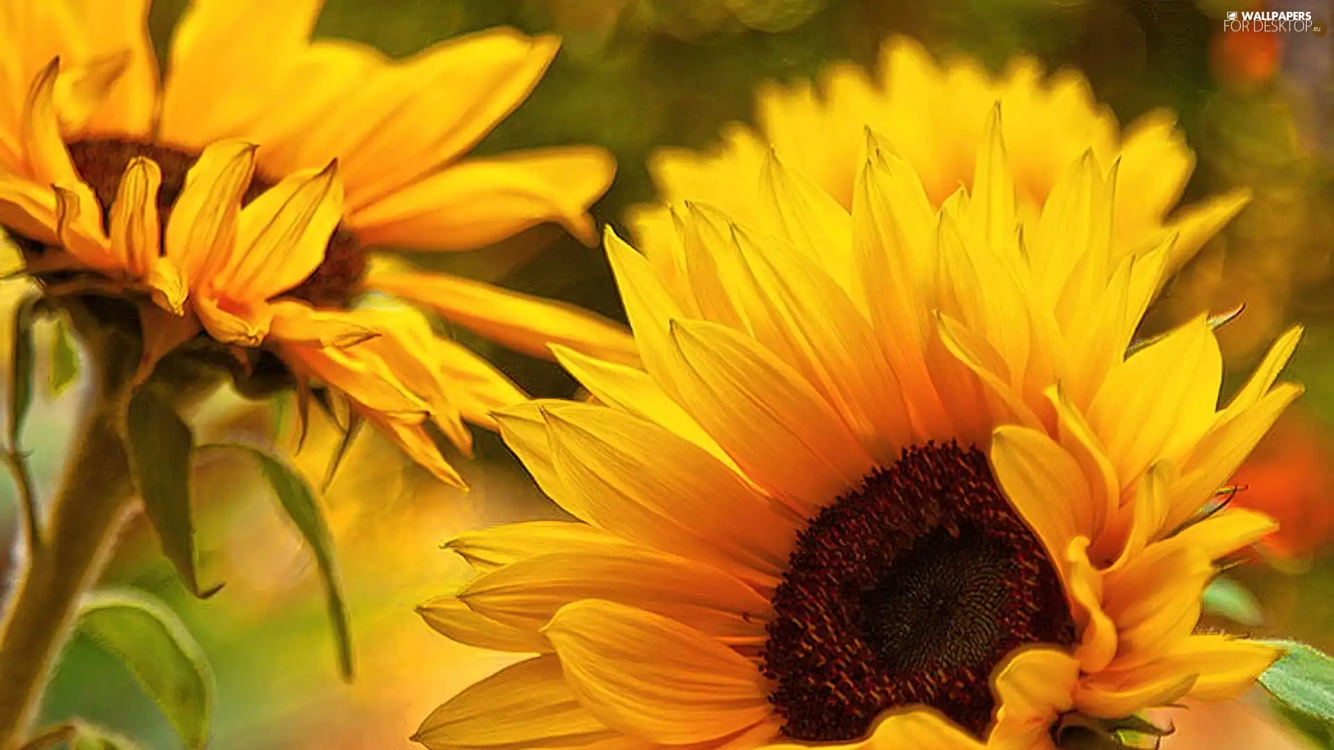 beatyfull, Nice sunflowers