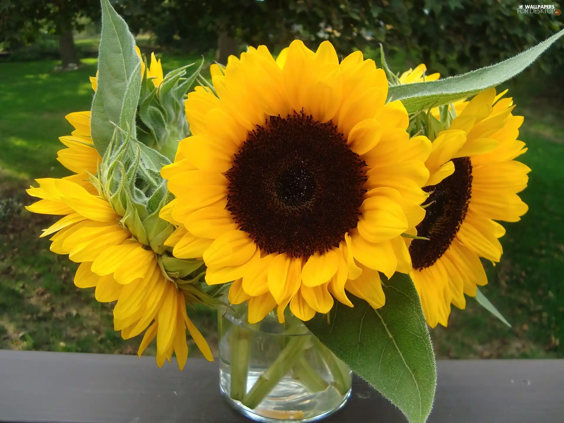 Vase, bouquet, sunflowers, glass
