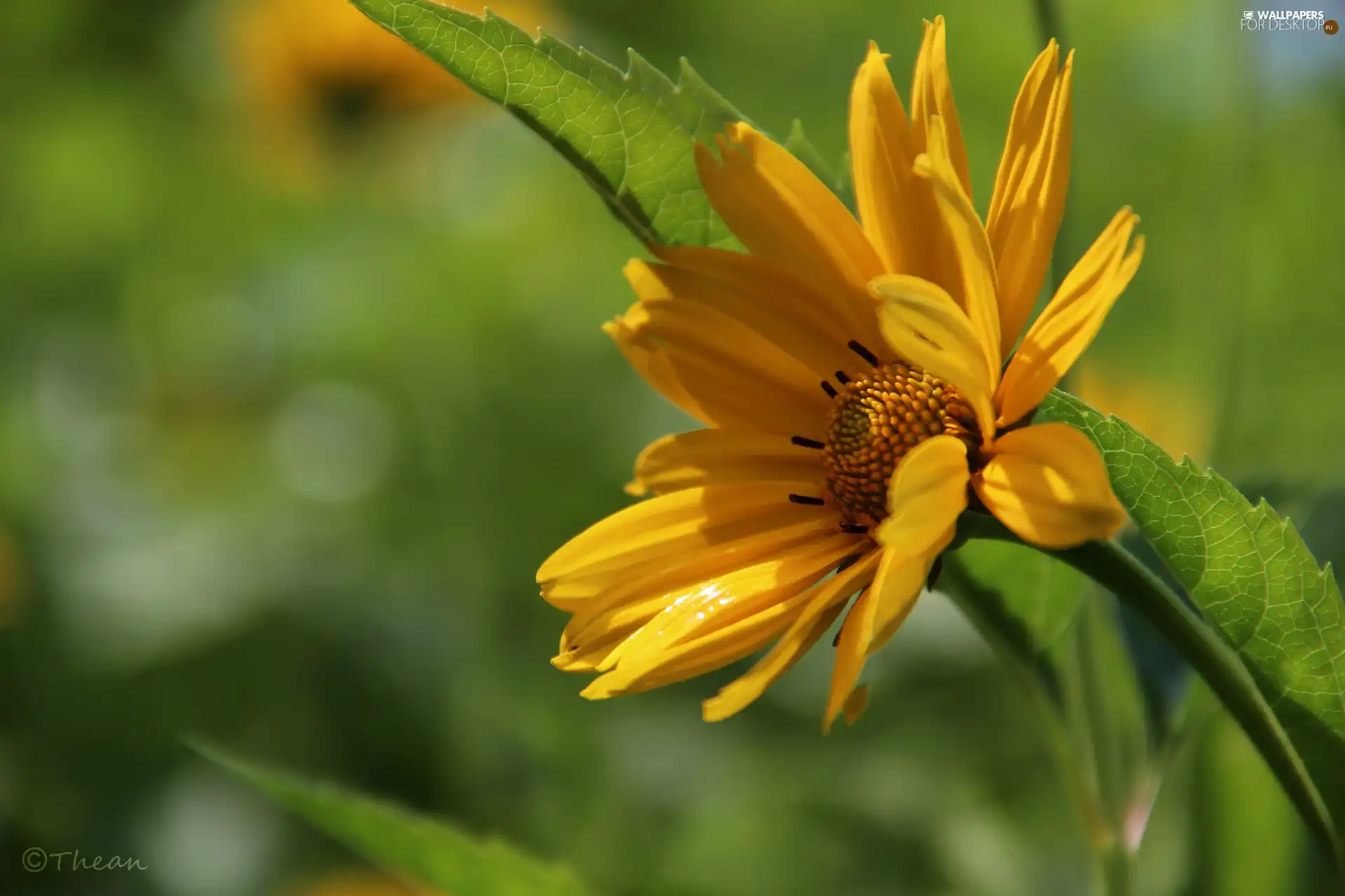 Colourfull Flowers, Yellow, sunny