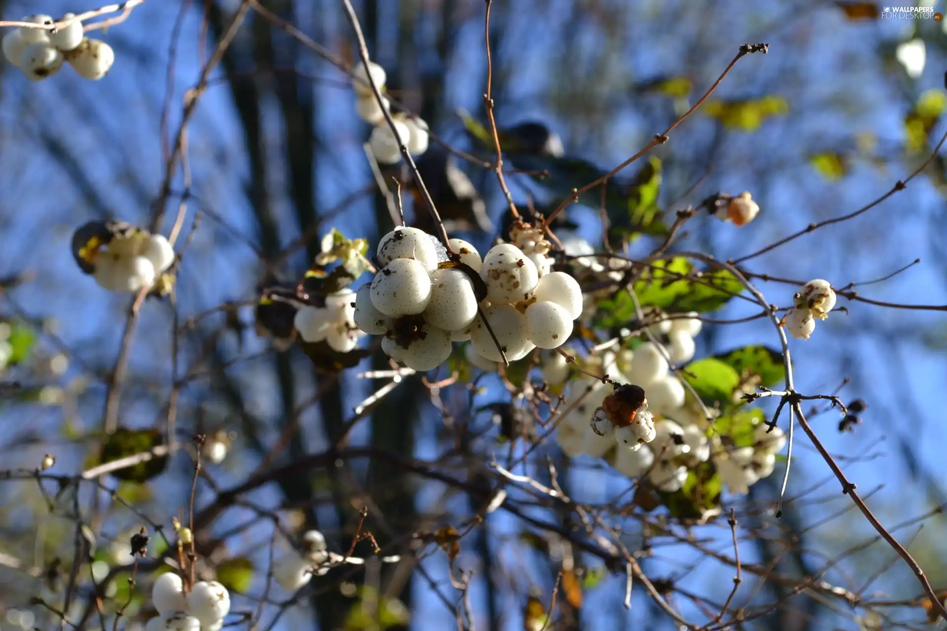 Symphoricarpos Duhamel, Fruitbodies