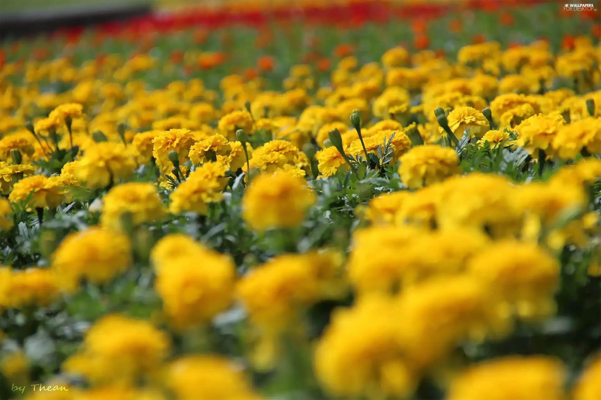 Yellow, Turki, Tagetes, Flowers