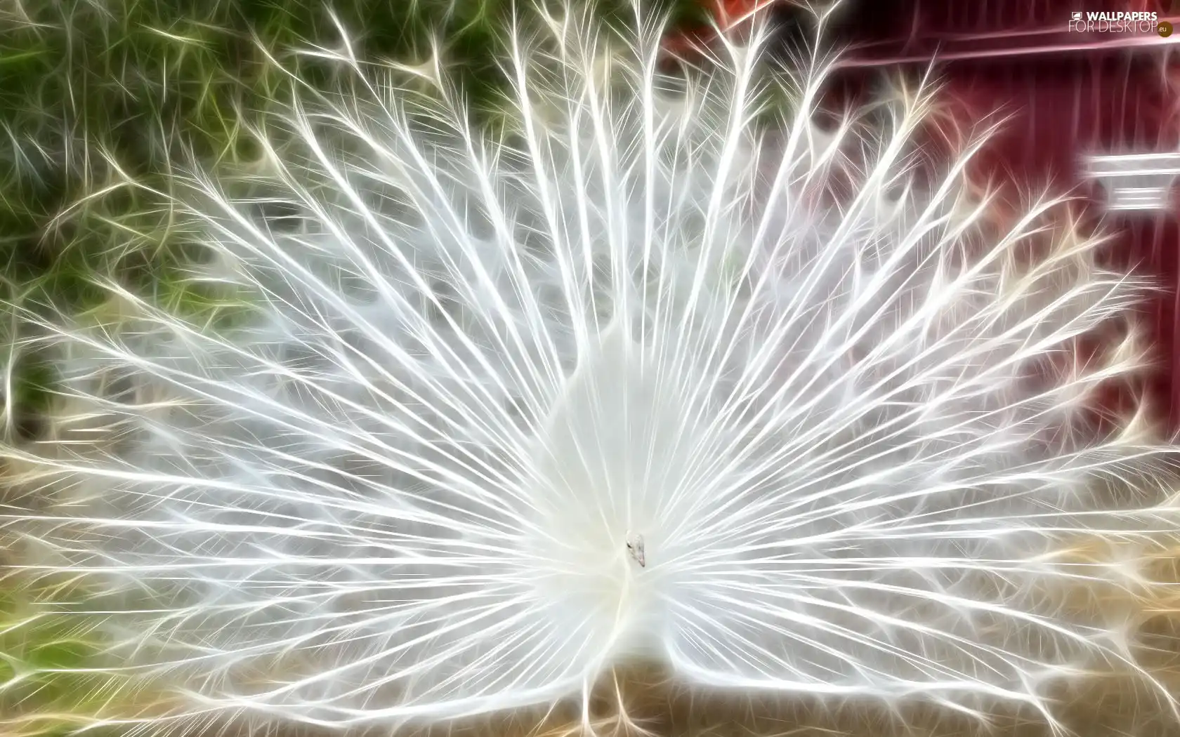 tail, peacock, large