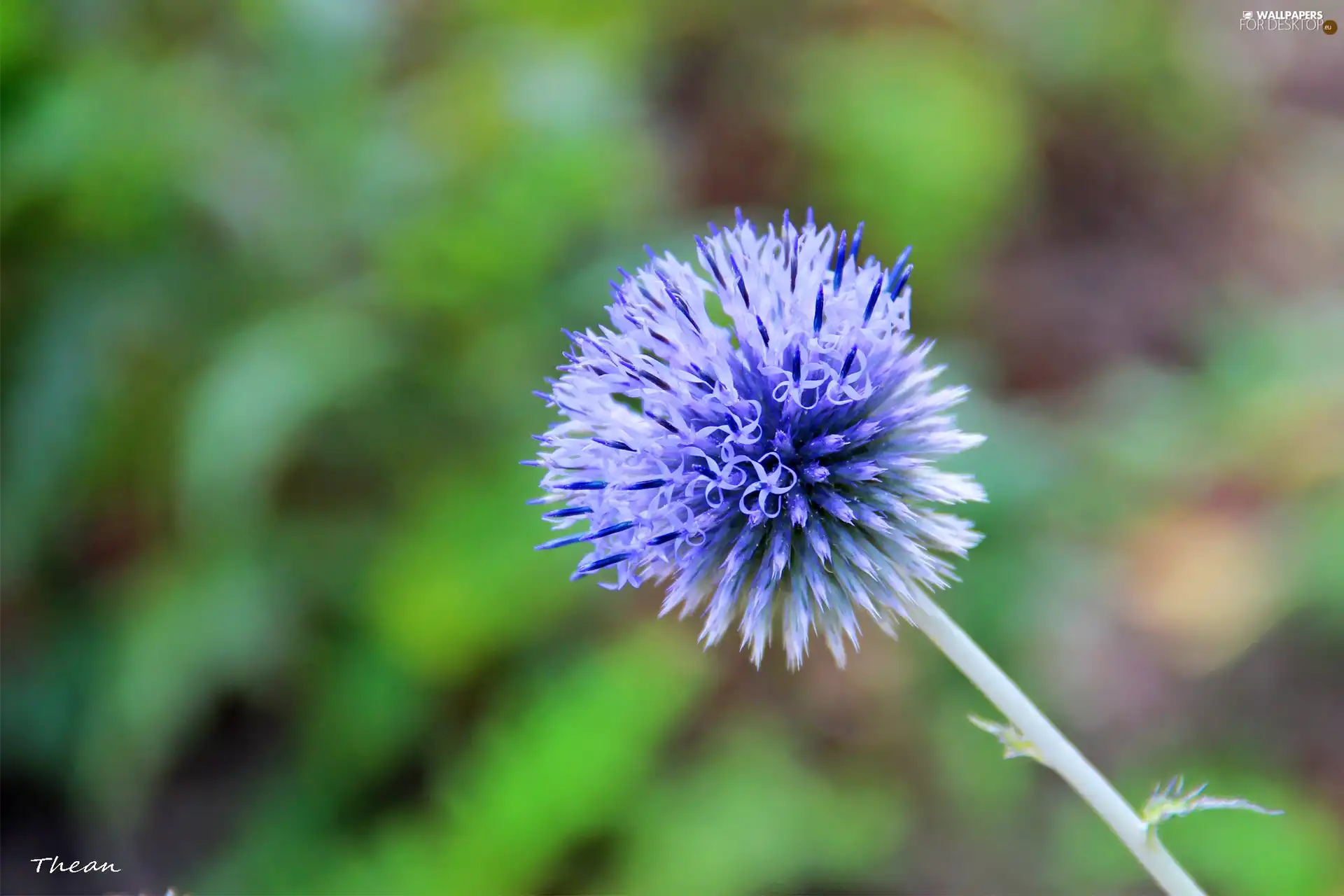 Echinops Ritro