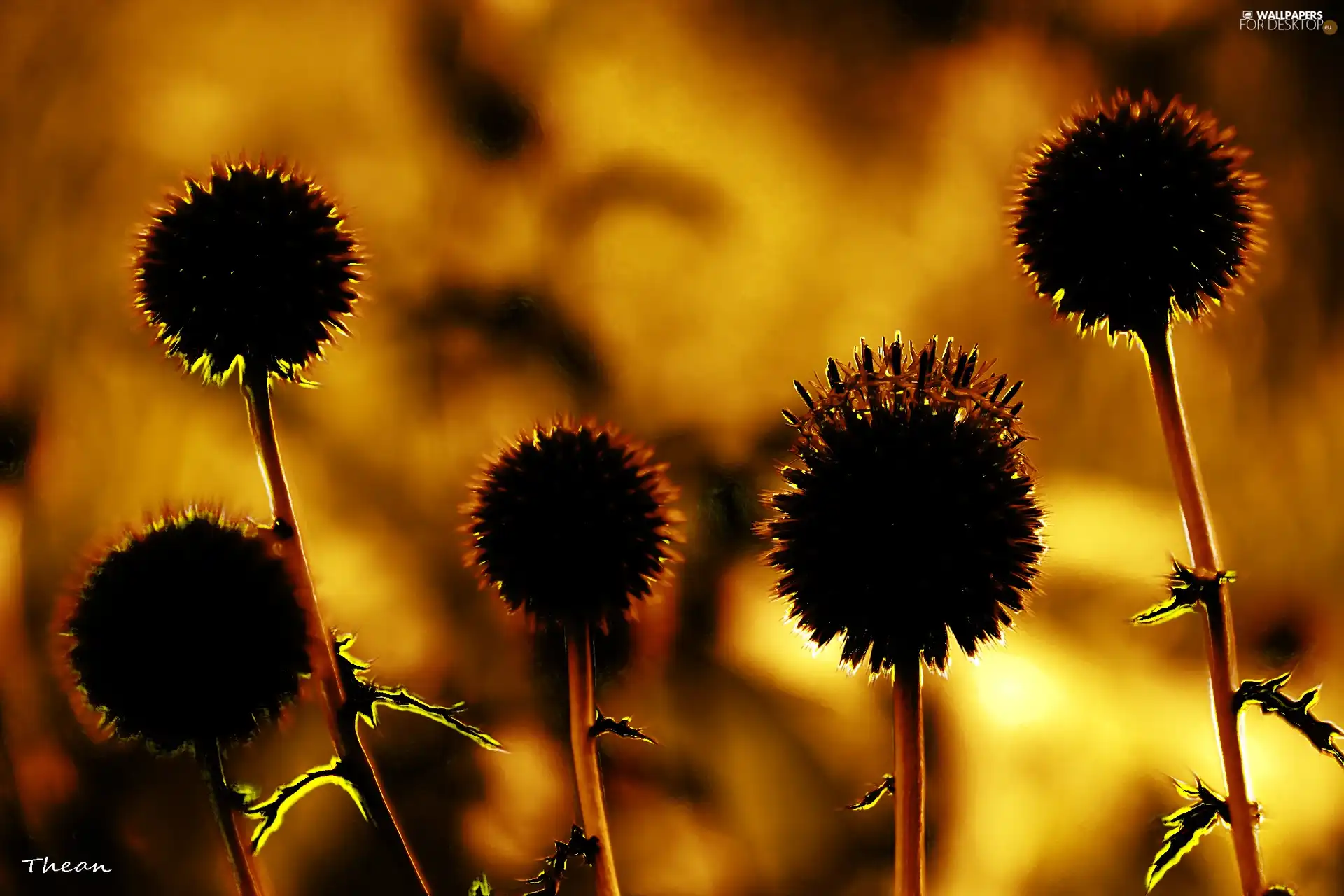 teasel