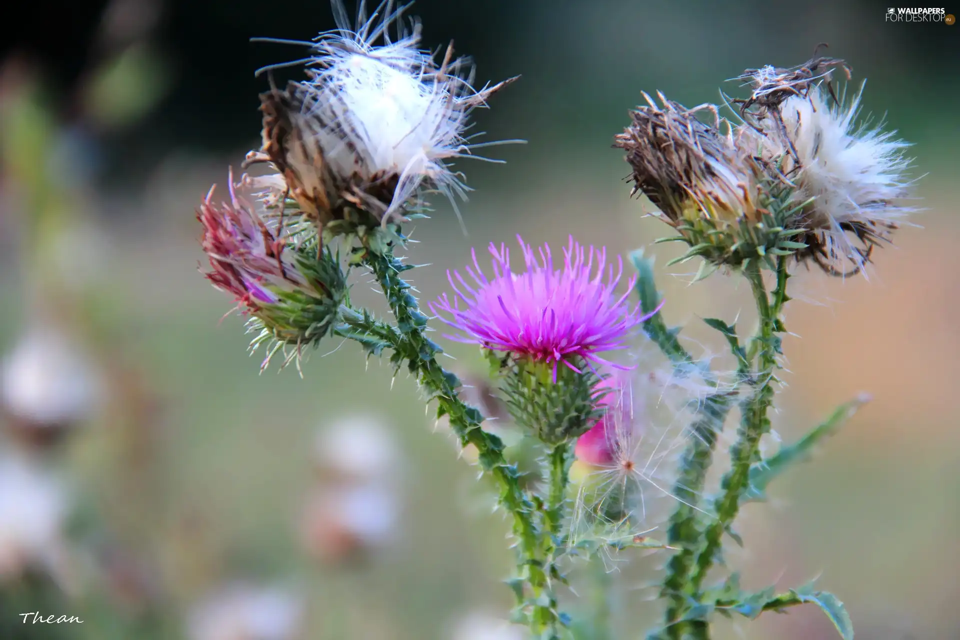 flourishing, teasel