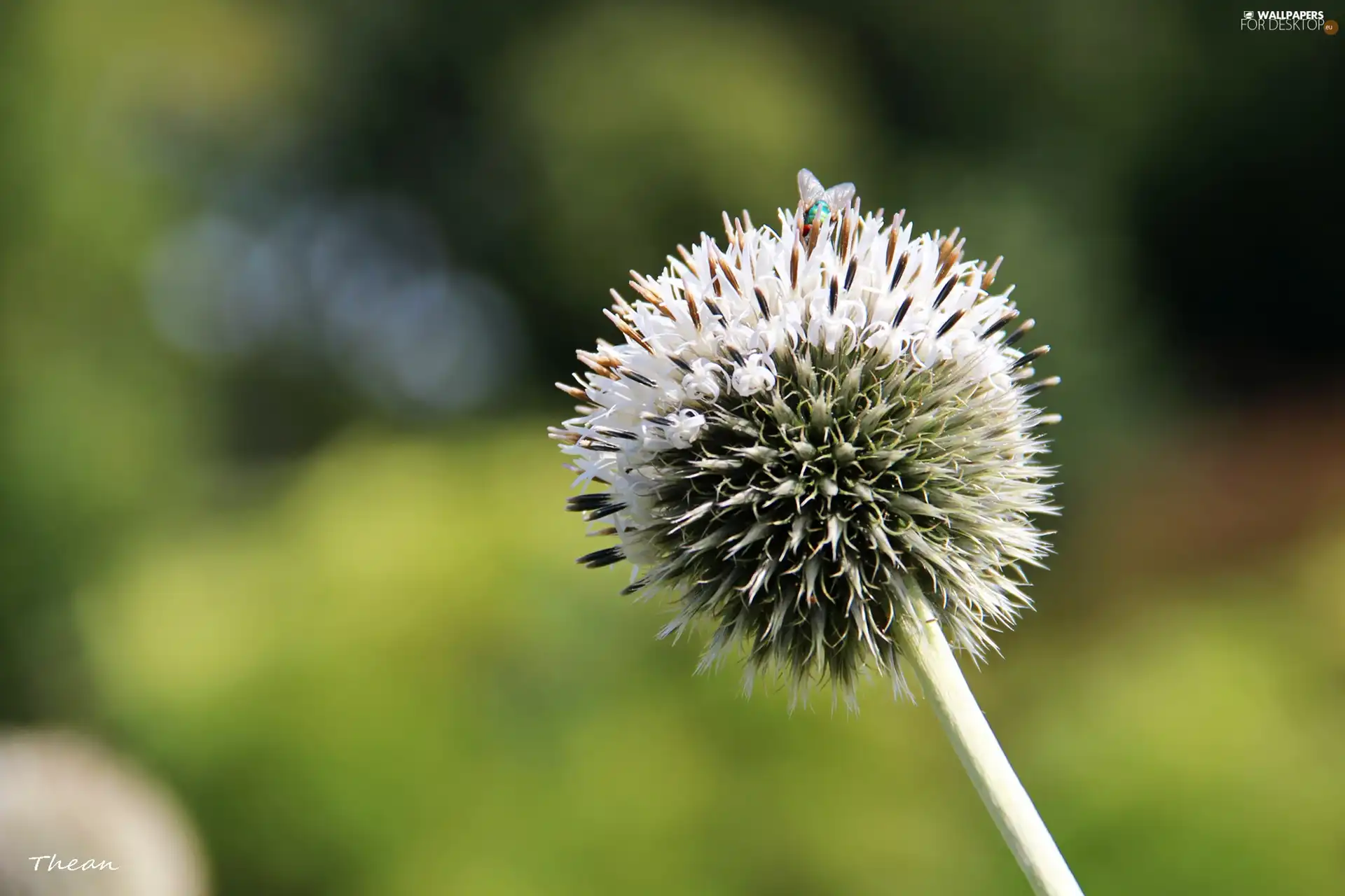 White, teasel