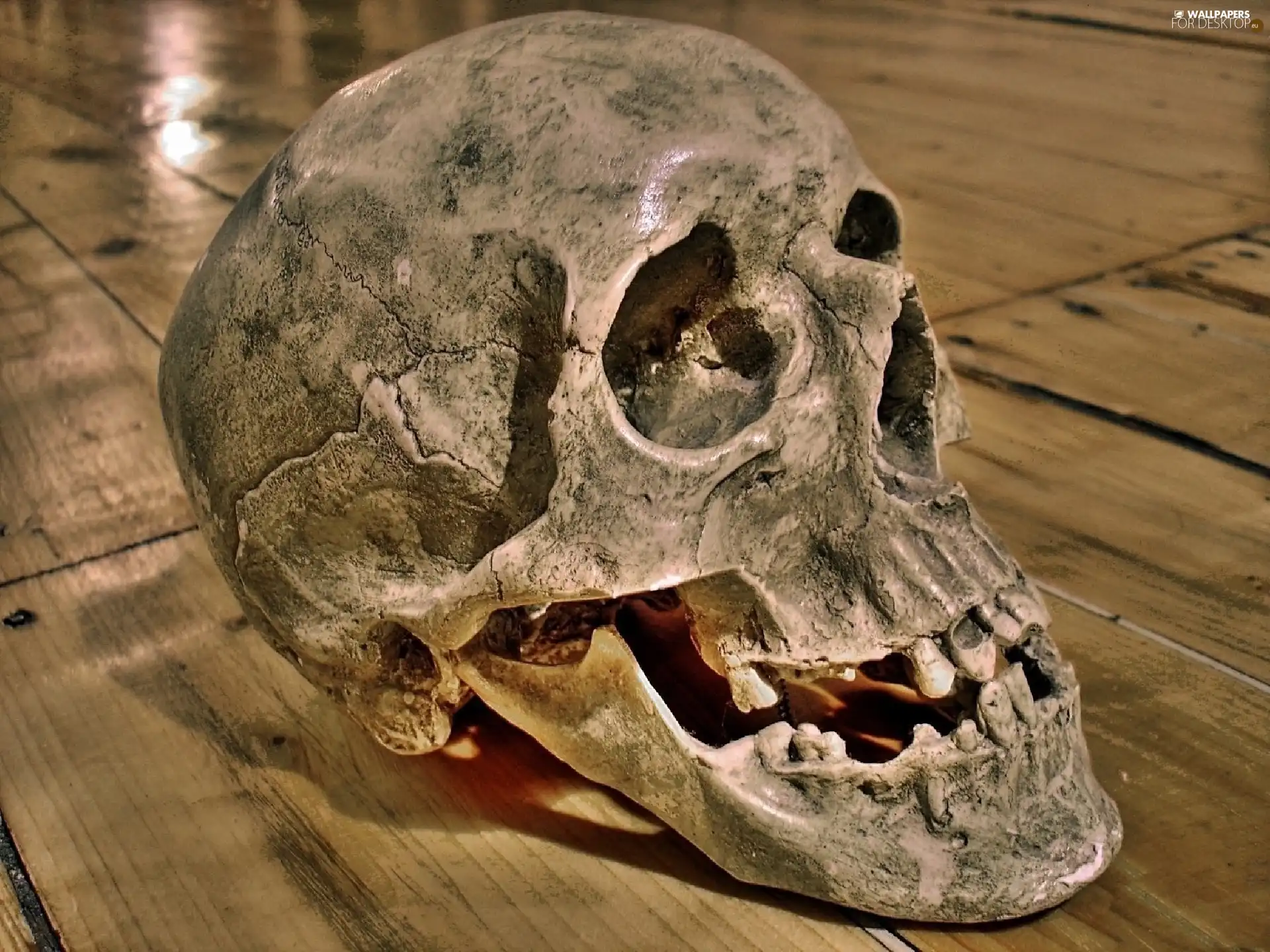 humanity, floor, Teeth, skull