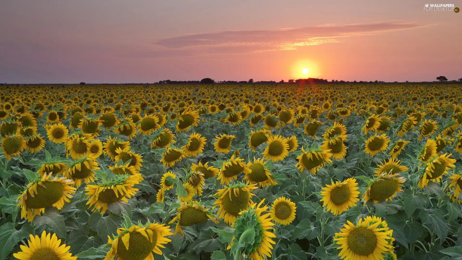 Teksas, Field, sunflowers