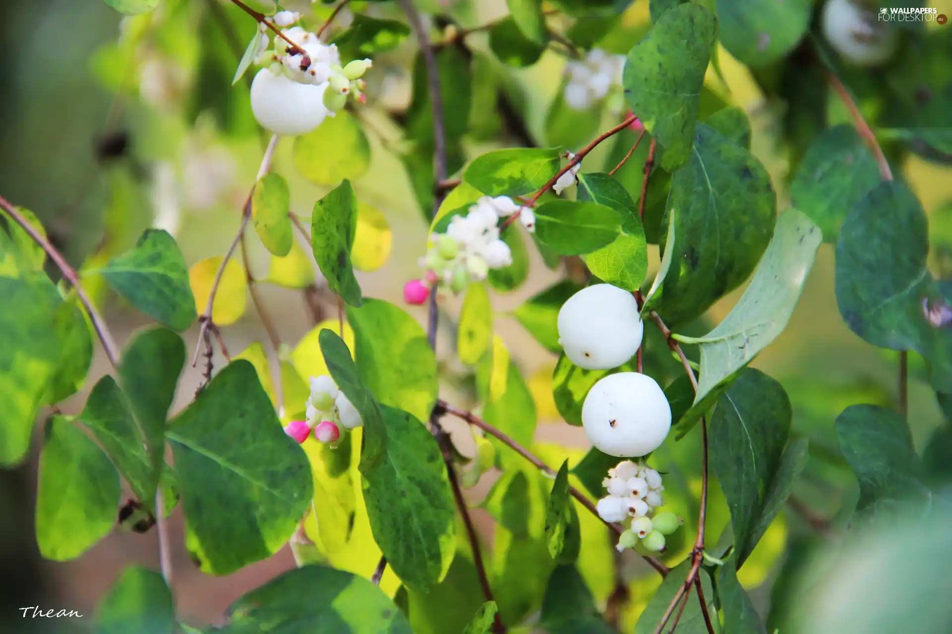 Symphoricarpos Duhamel, White, The beads, Bush