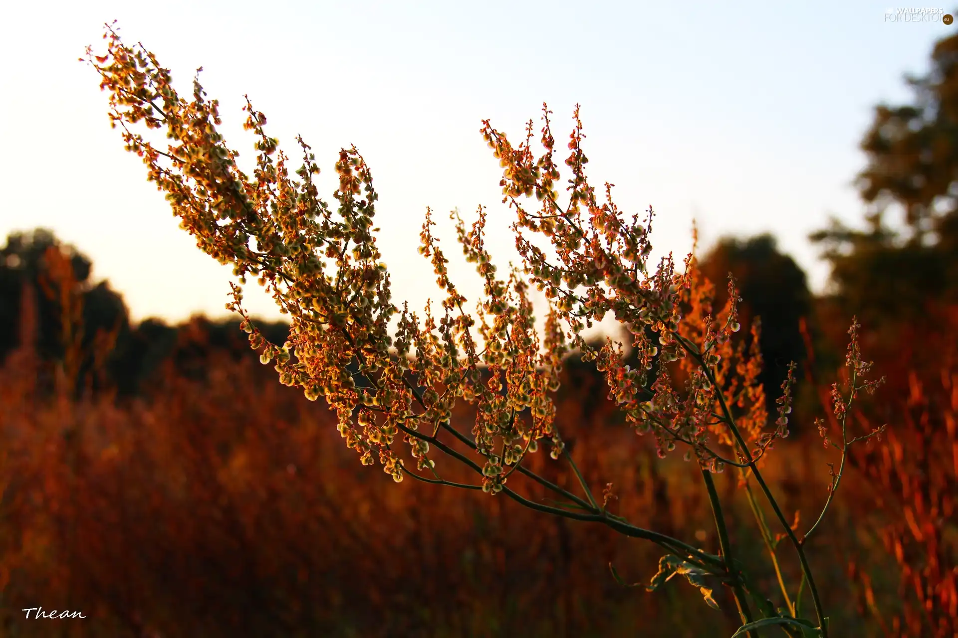 The herb, evening