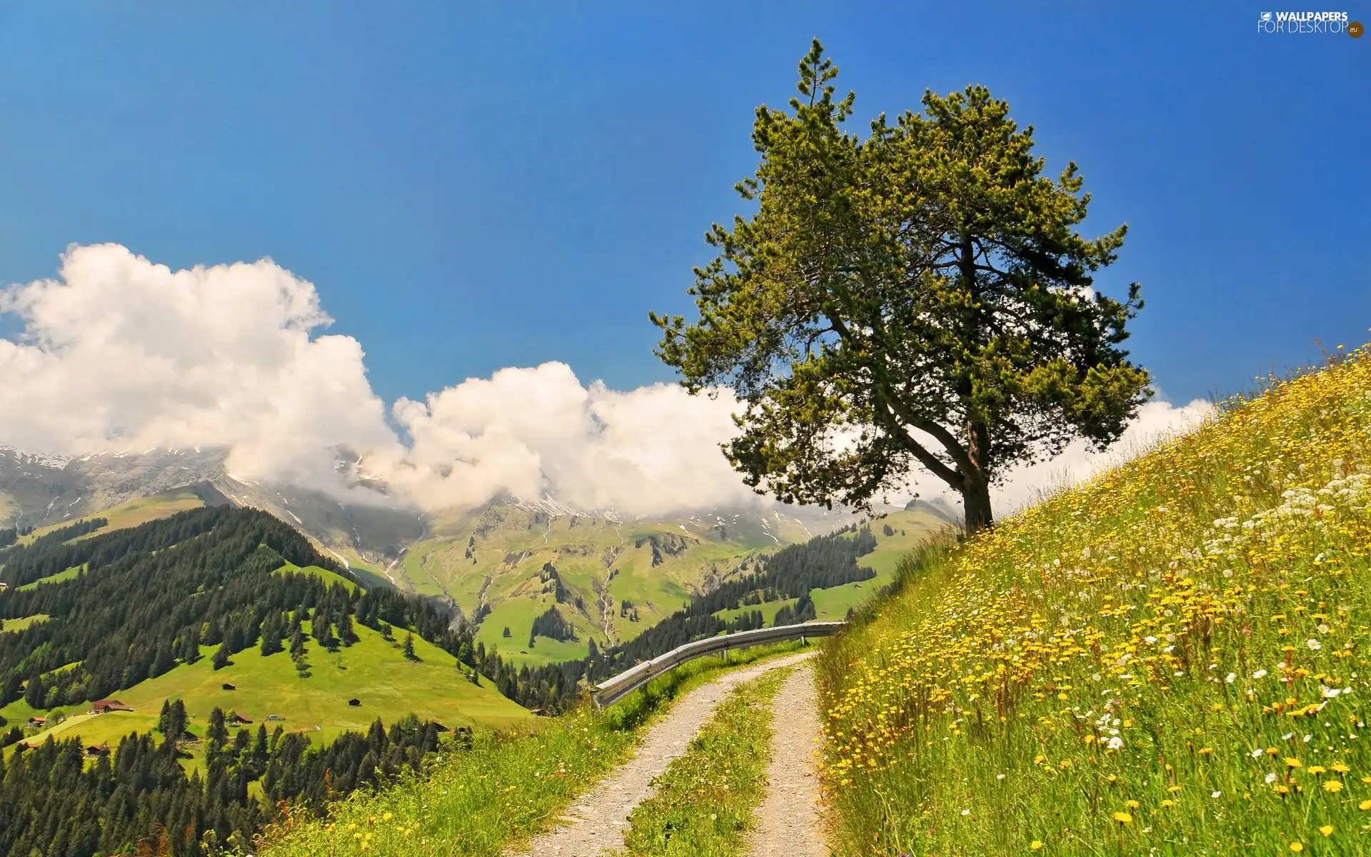 Field, trees, The Hills, Way