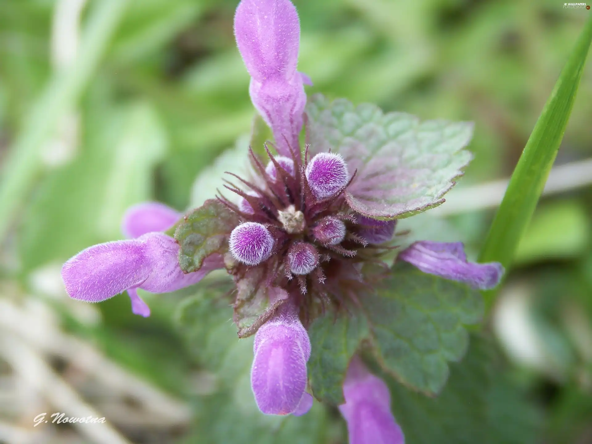 Flowers, Violet, The herb