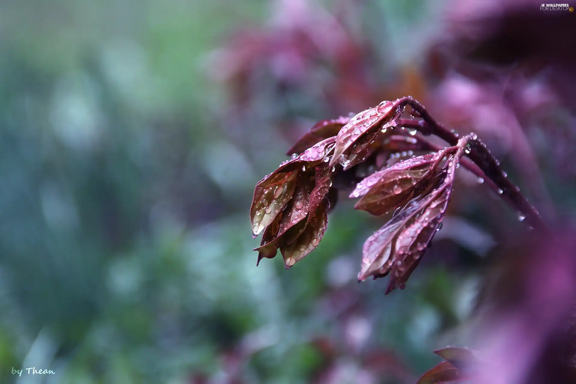 leaves, wet, The herb