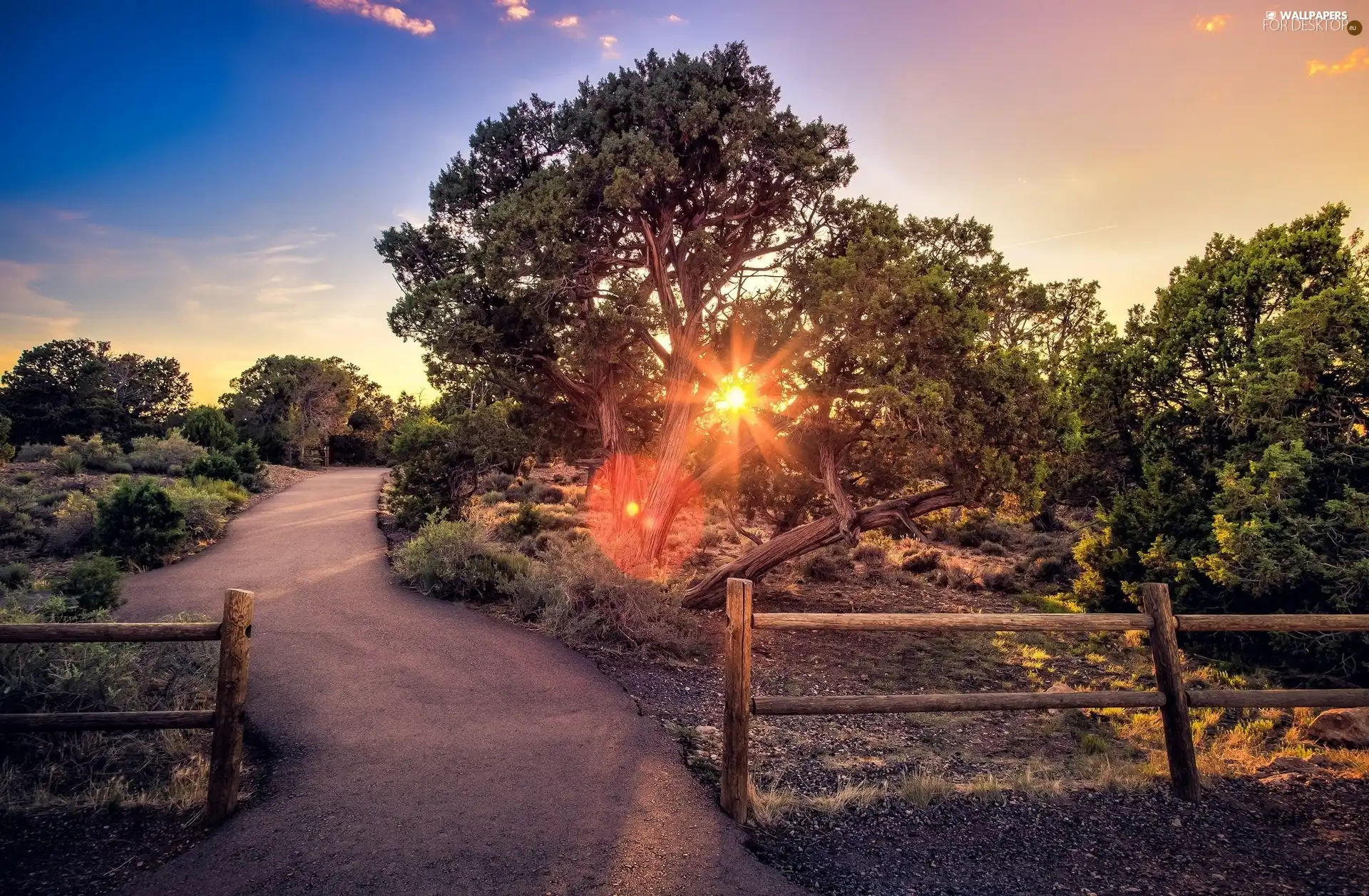 trees, rays of the Sun, fence, Way