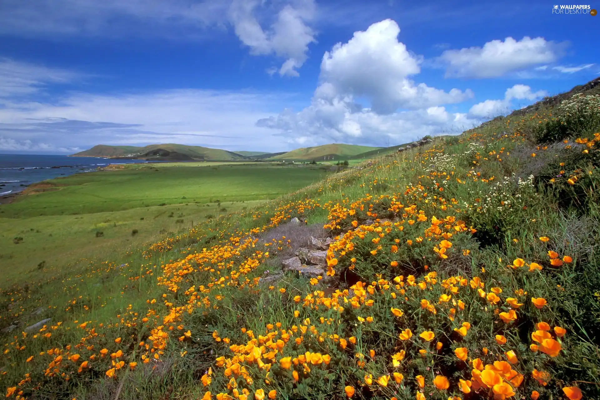 sea, Meadow, The Hills, Flowers