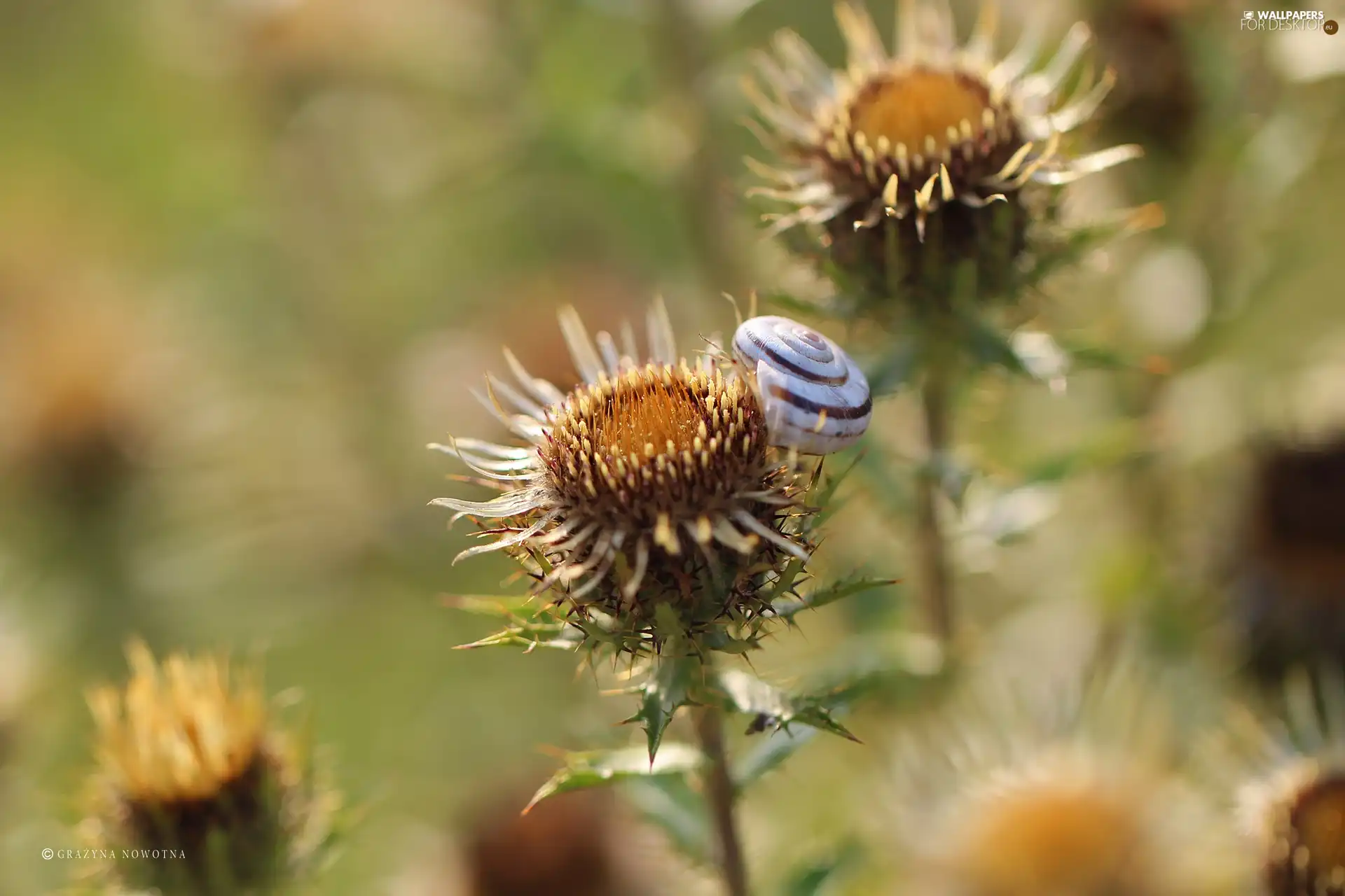 shell, dry, The herb