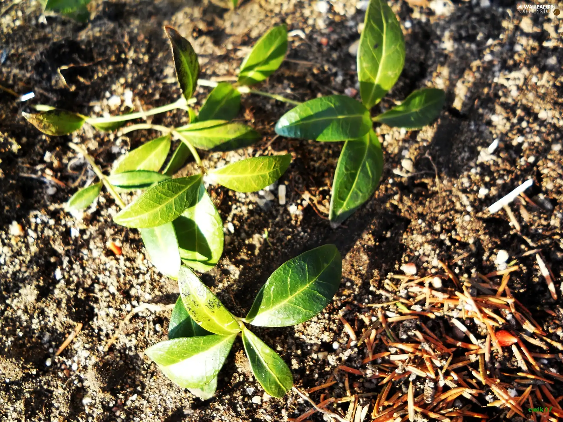 shoots, Green, The herb