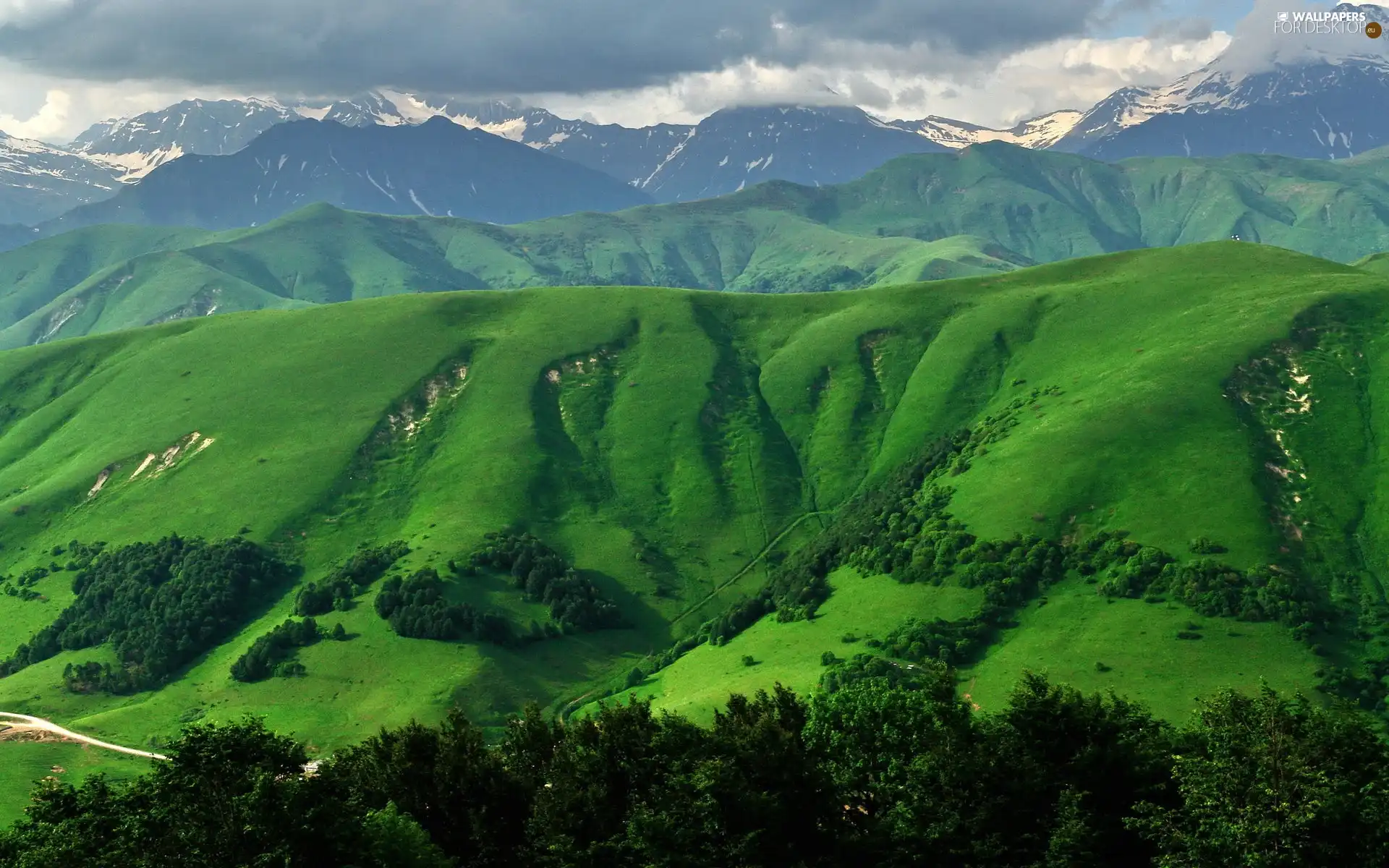 trees, viewes, green ones, The Hills, Mountains