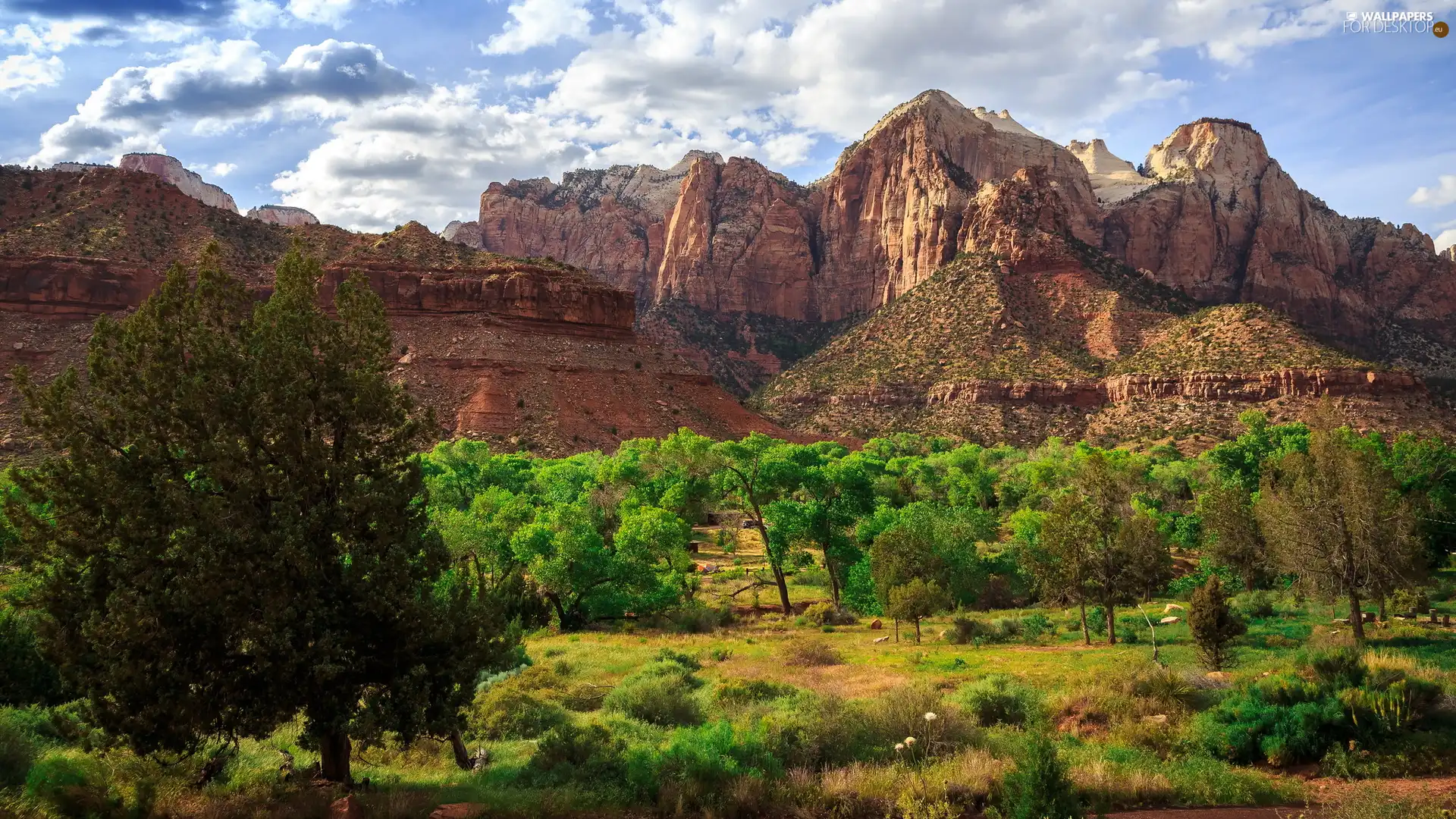 trees, Zion National Park, Utah State, The United States, viewes, rocks