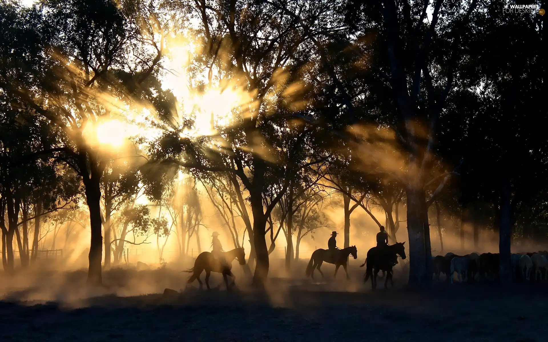 trees, light breaking through sky, bloodstock, viewes