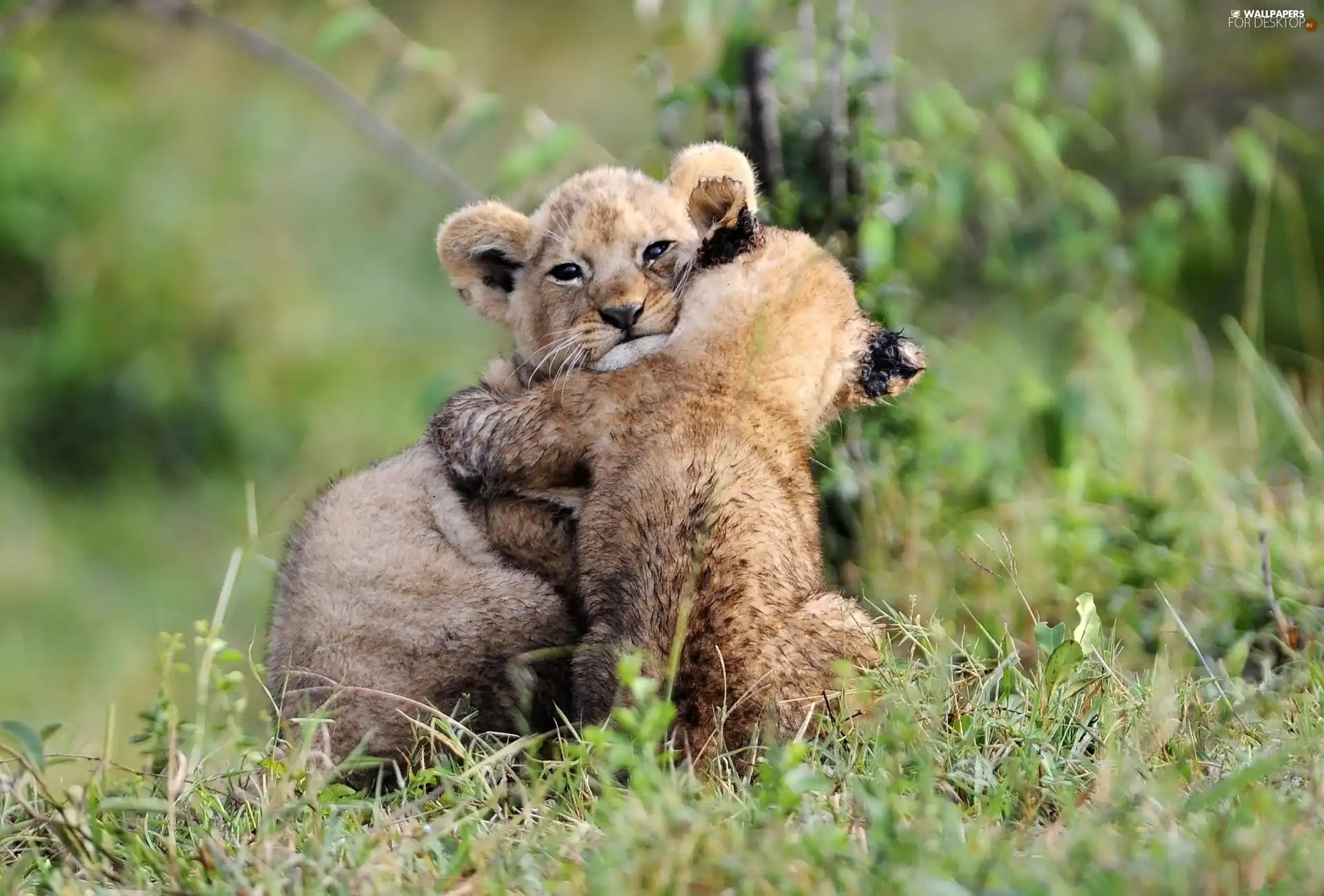 tigers, grass, wild, puss, young