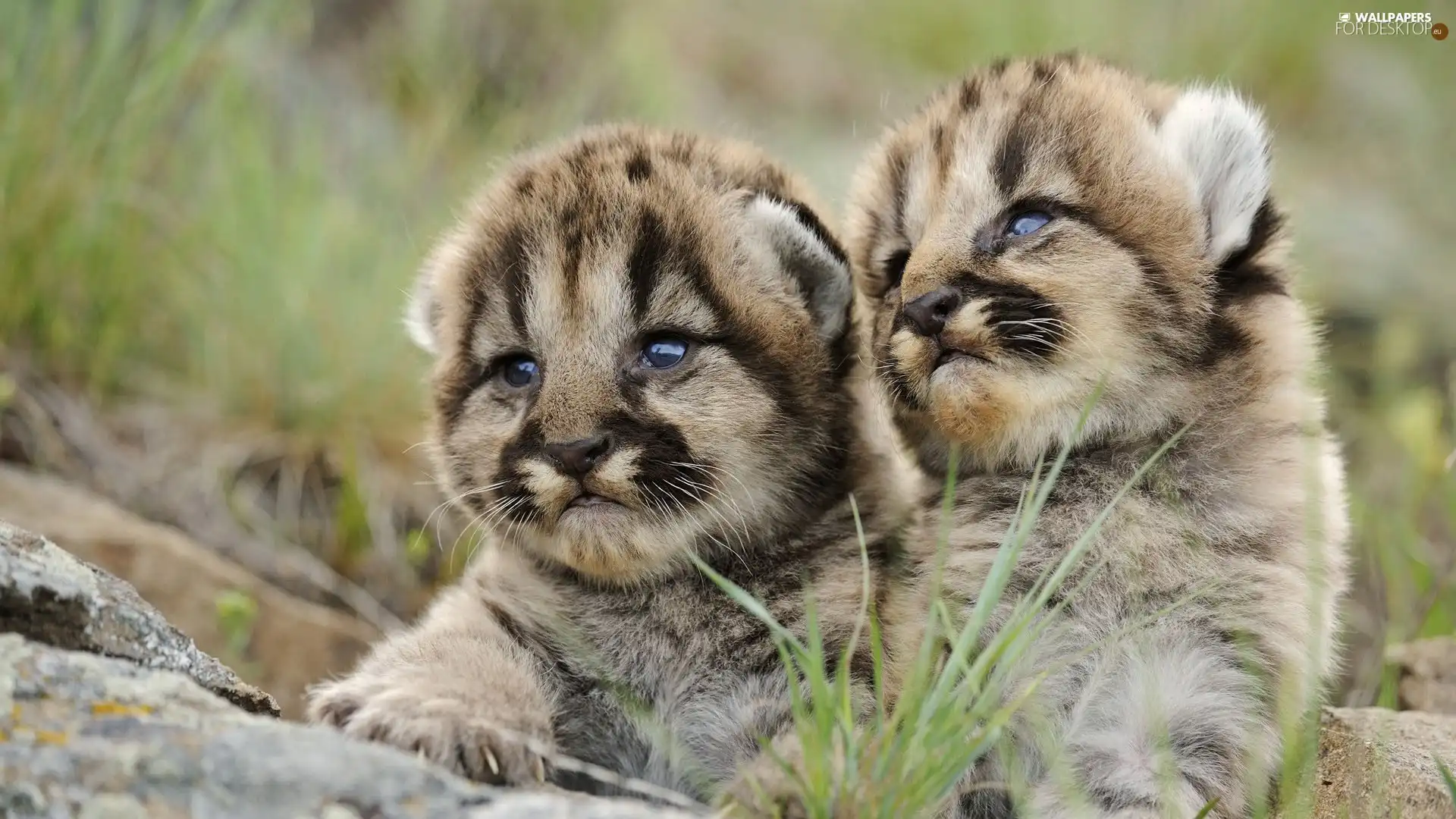 Puma, young, Kittens