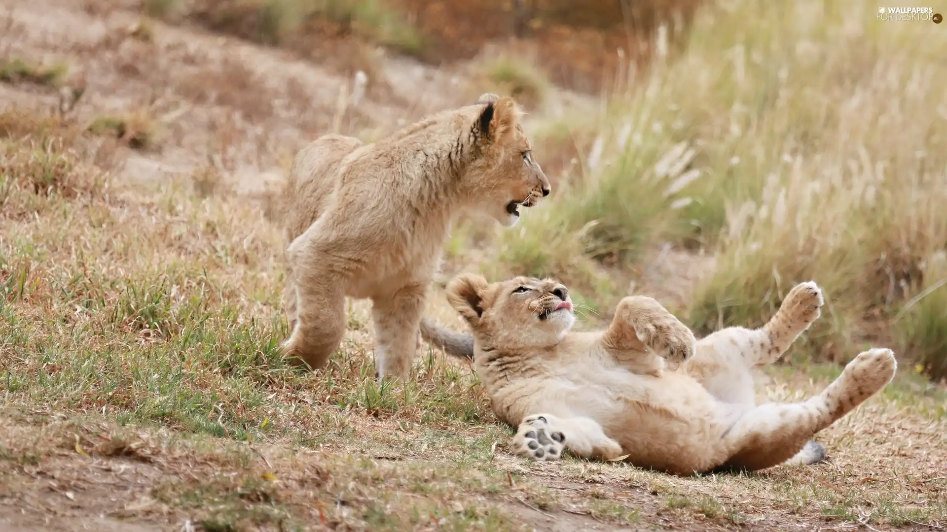 play, Two cars, tigers