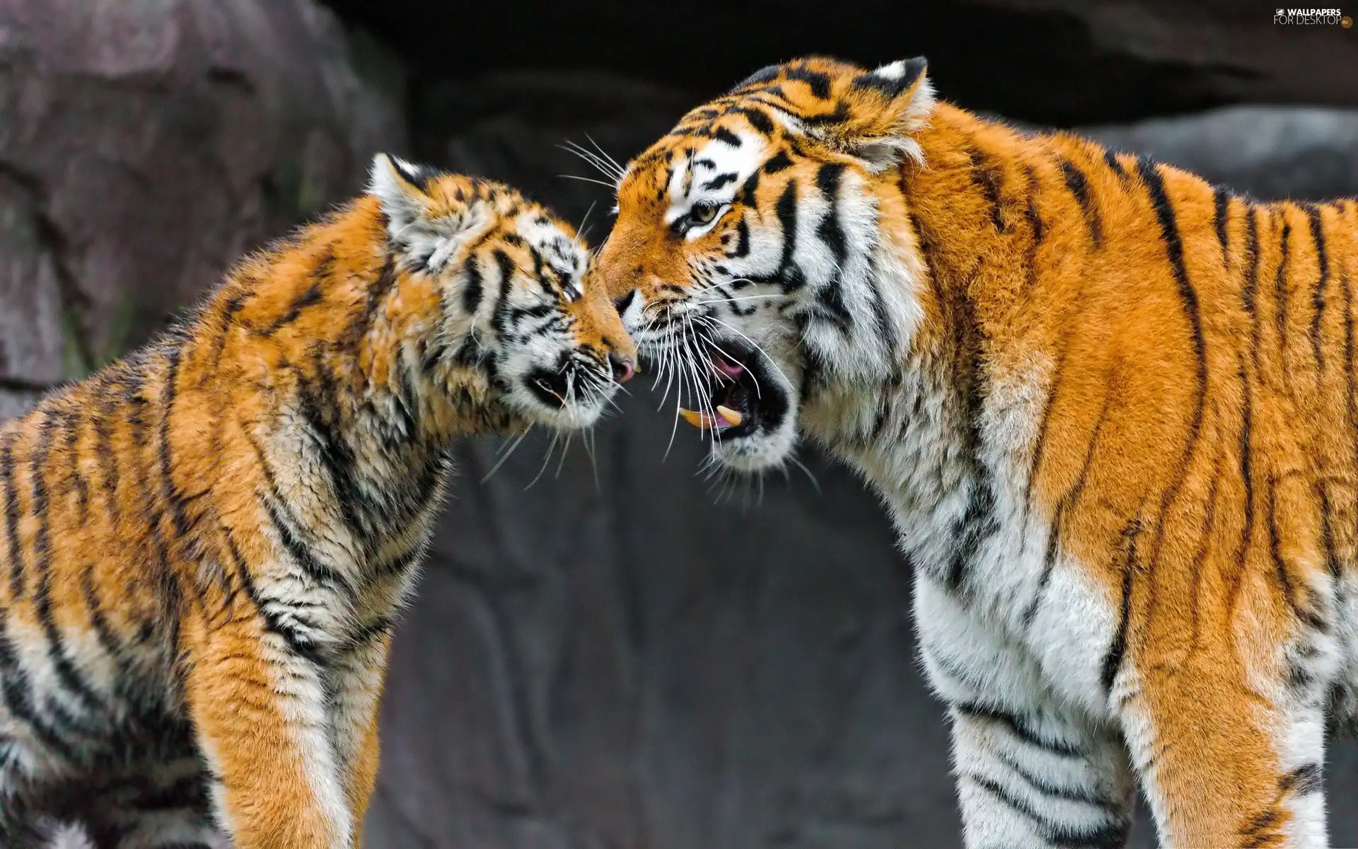 rocks, Two cars, tigress