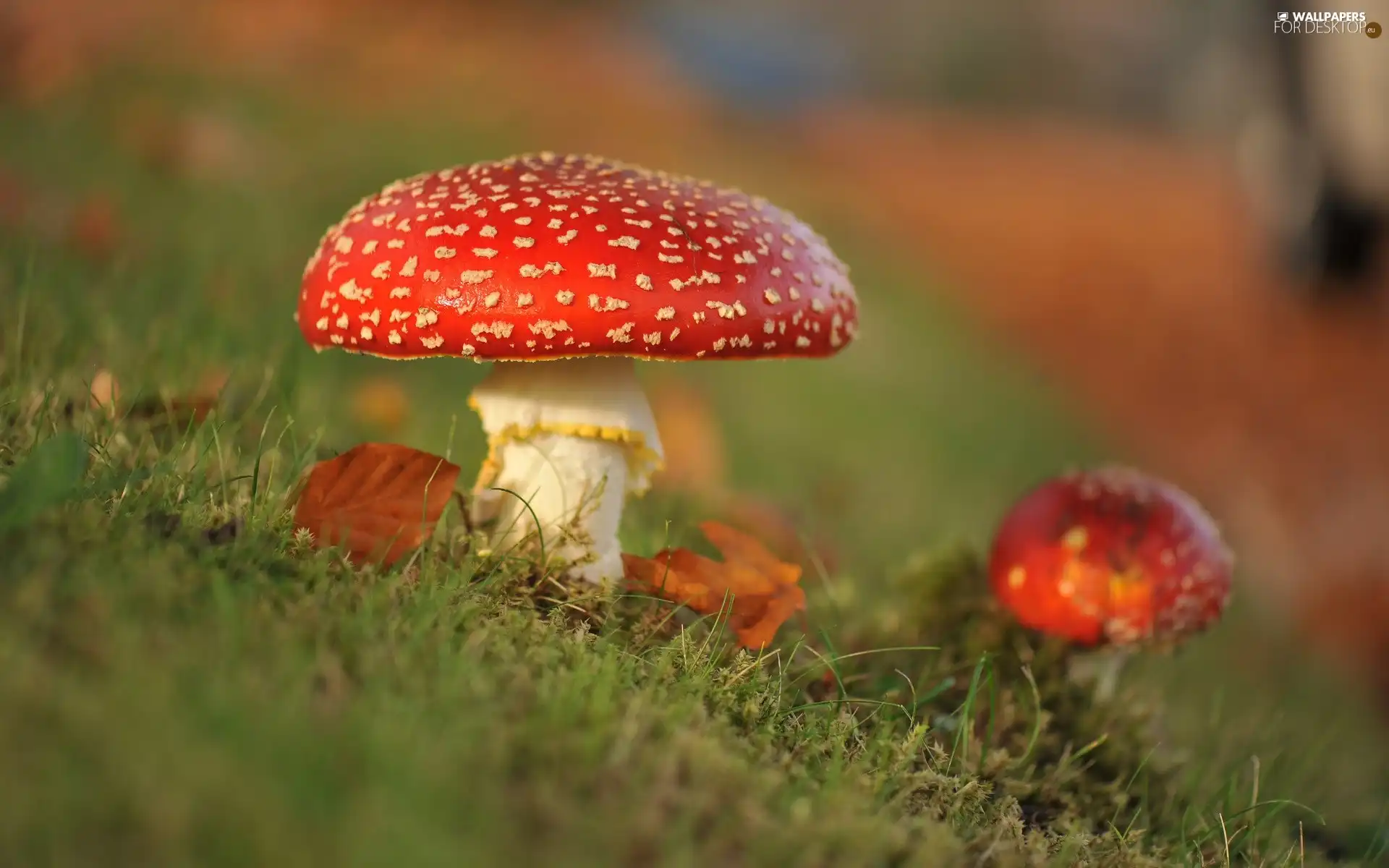 Red, toadstools