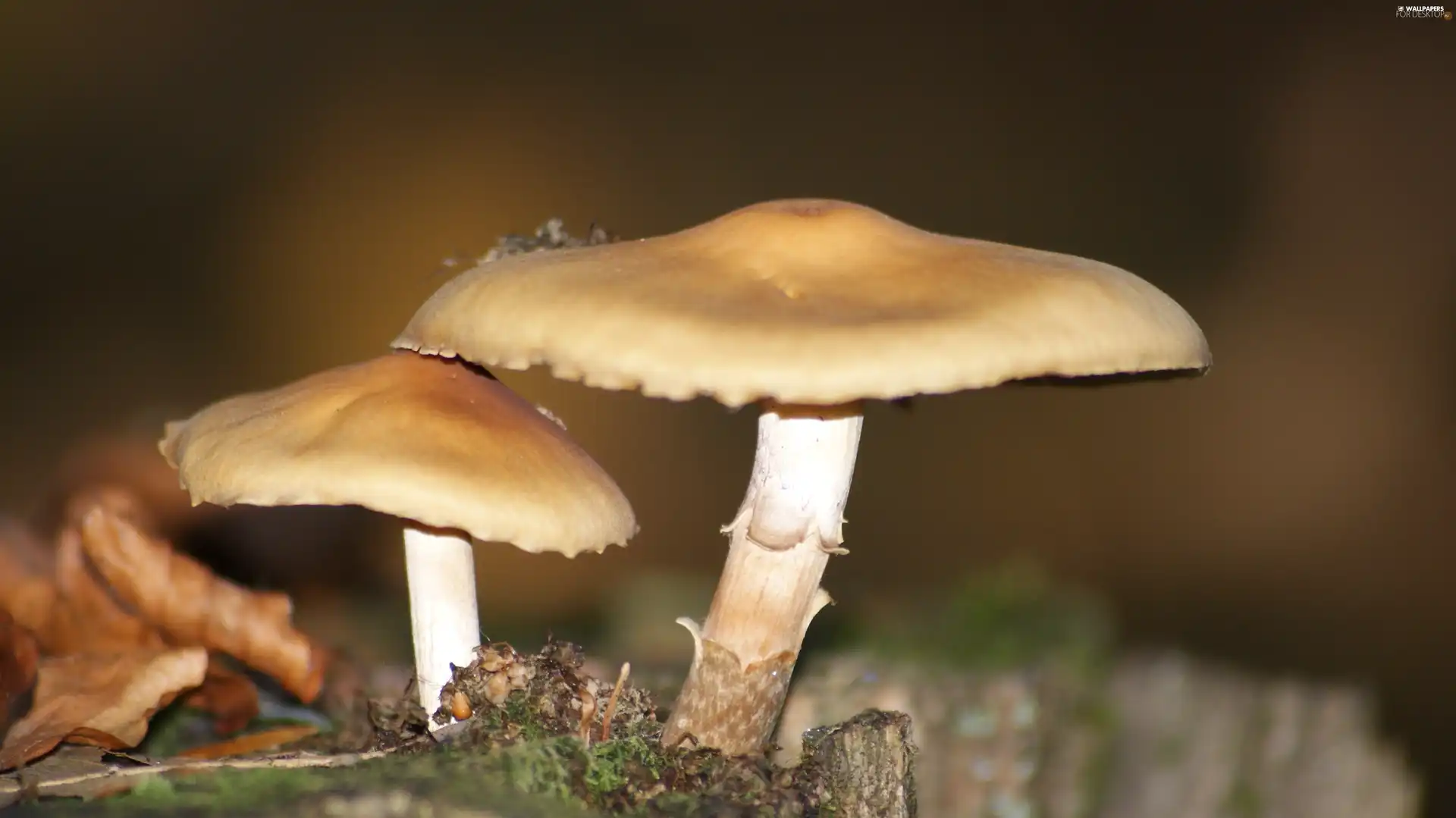 autumn, Two cars, toadstools