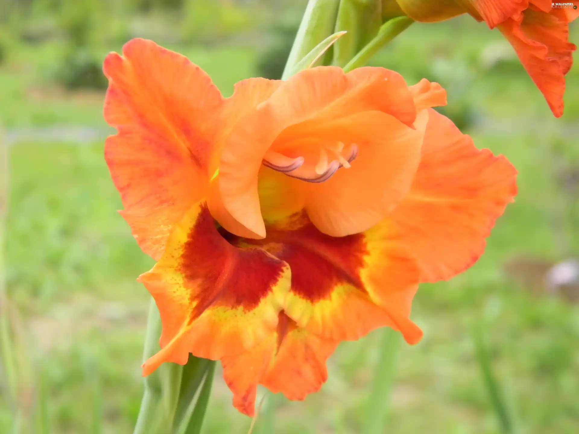 gladiolus, Two-tone