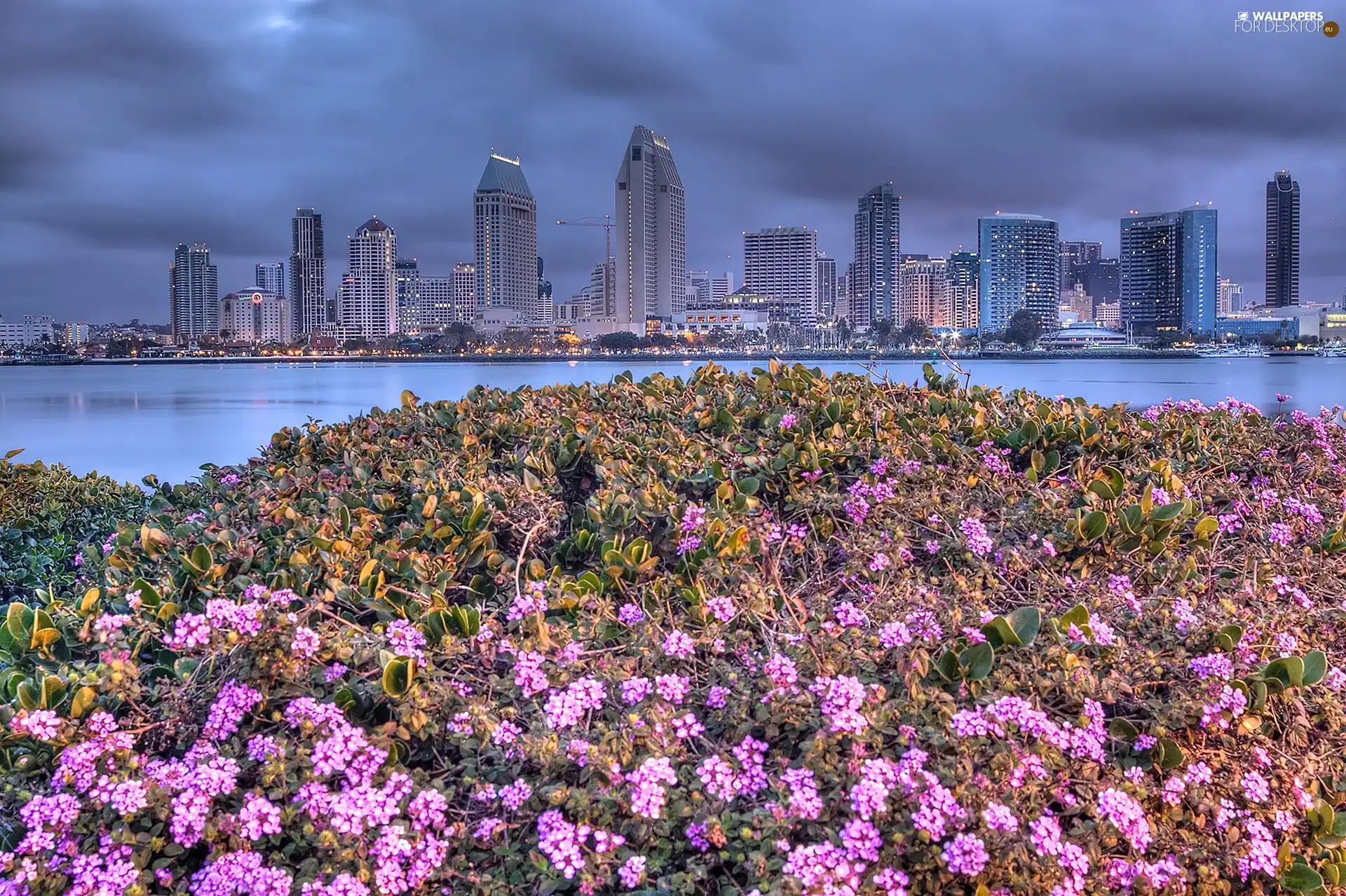 Flowers, San Diego, Town