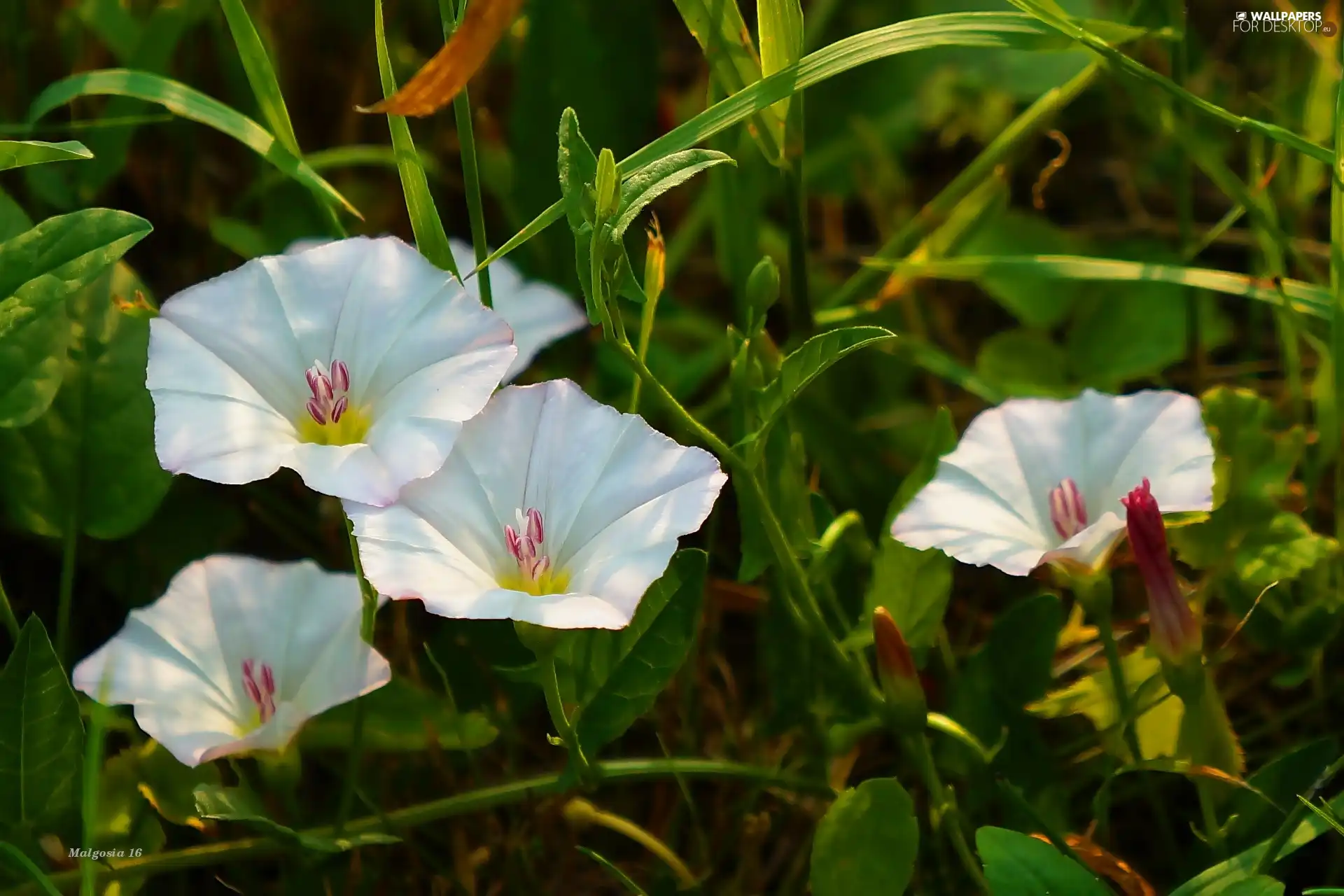 Meadow, Flowers, bindweed