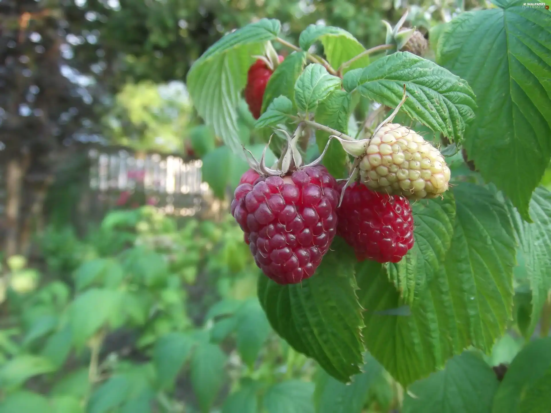 garden, treats