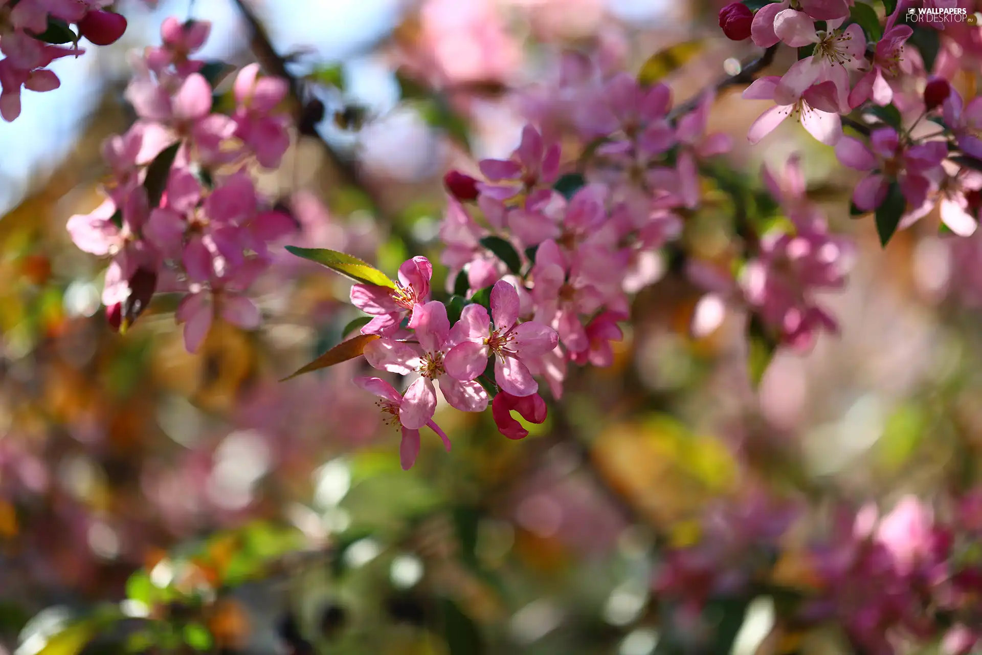 Pink, Paradise Apple tree, Fruit Tree, Flowers